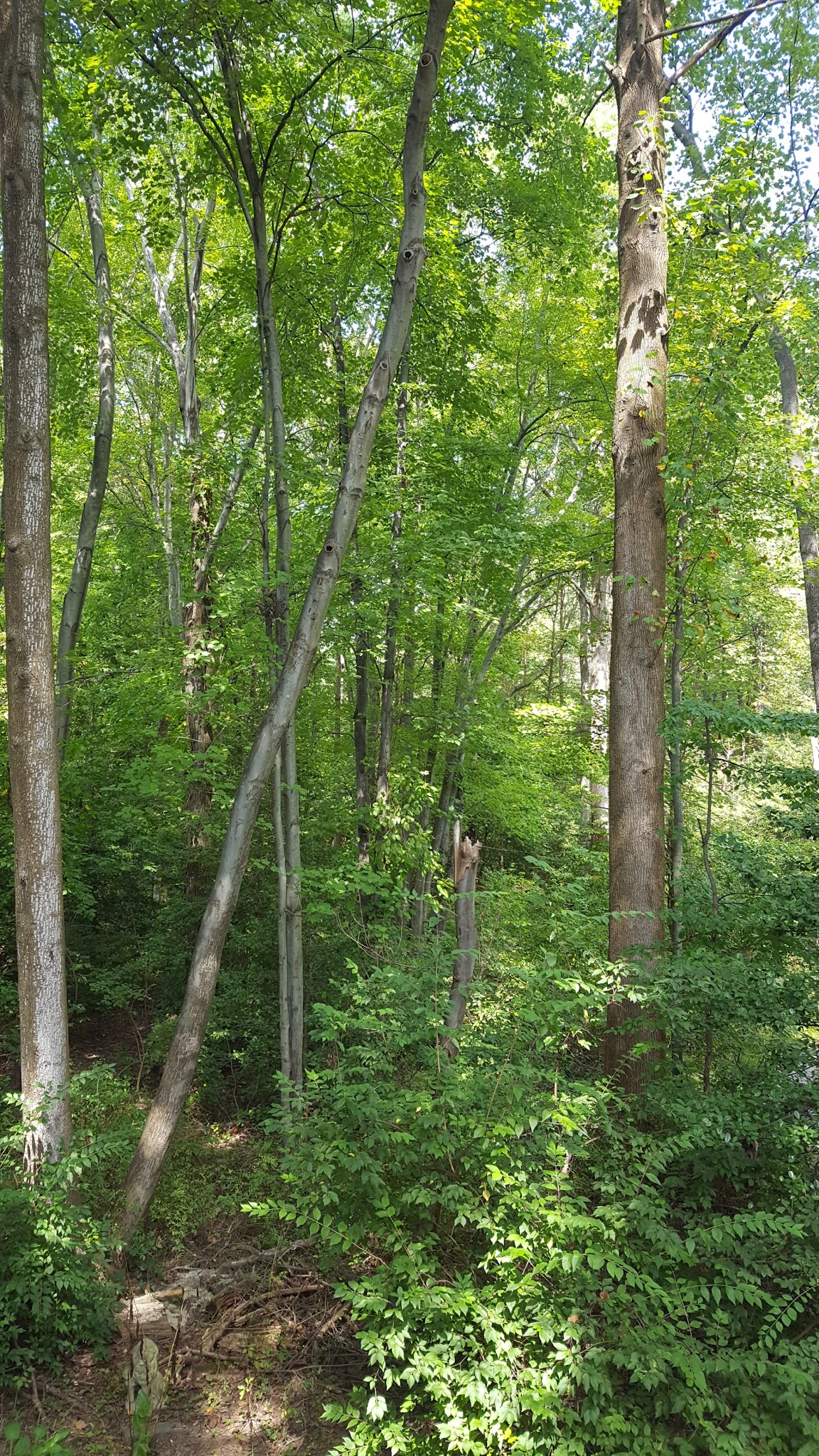 Middleridge Park - Fairfax, VA