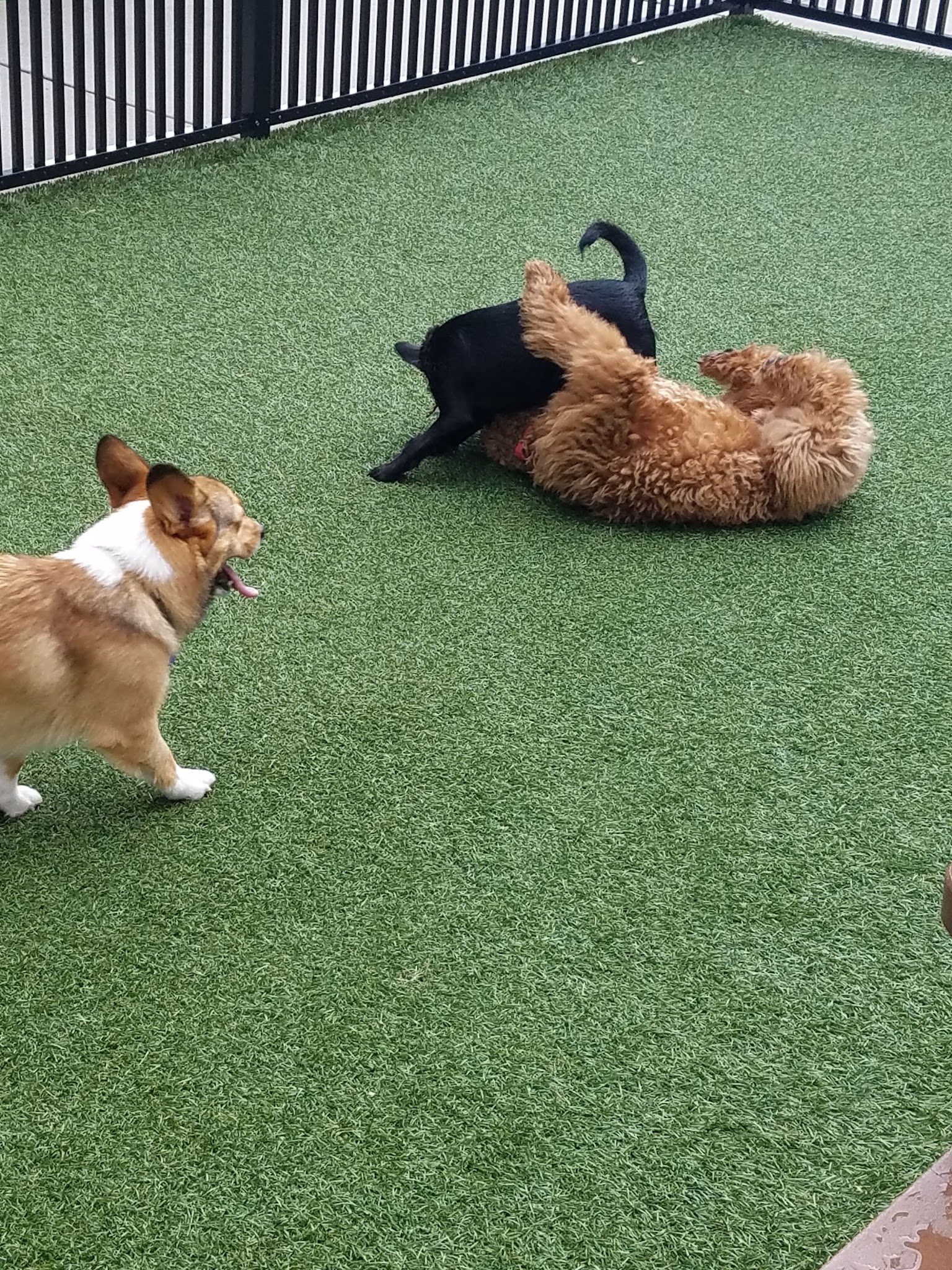 Mosaic Dog Park - Fairfax, VA