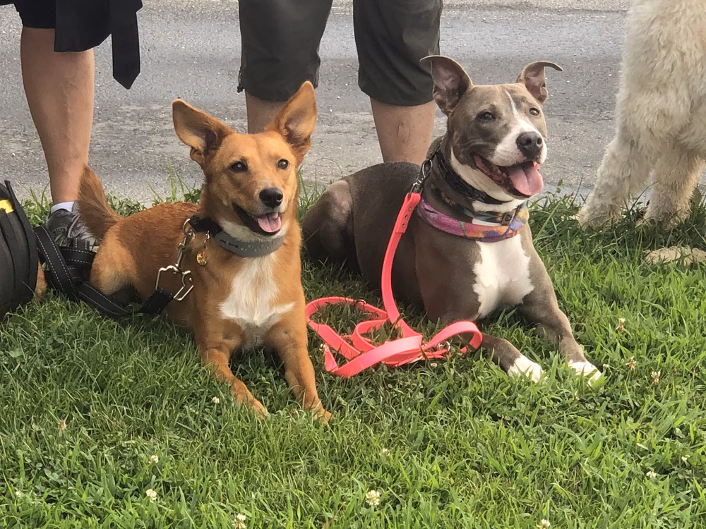 Woof in the Woods - Fairview, NC