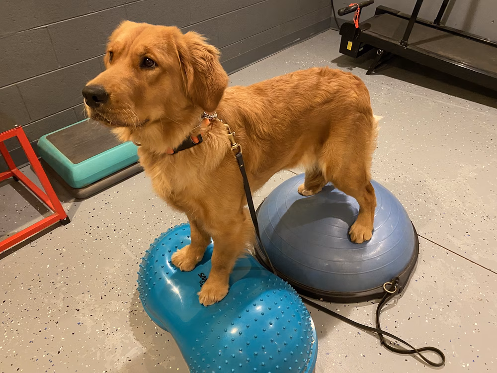 Woof in the Woods - Fairview, NC