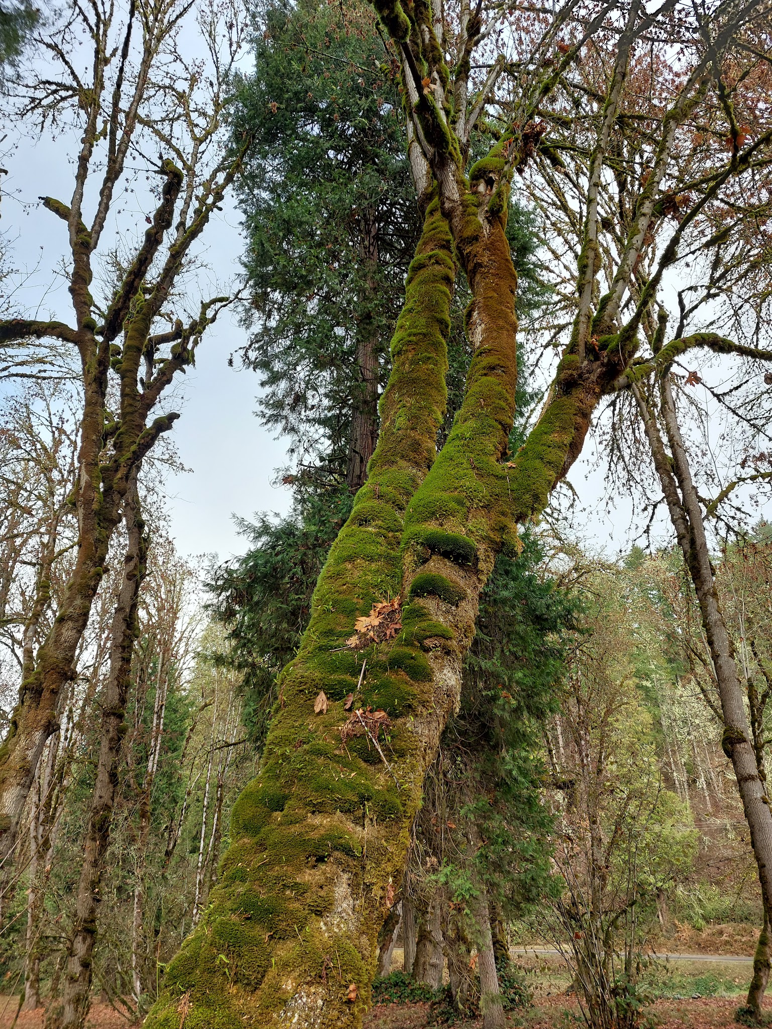 Osgood Park - Fall Creek, OR