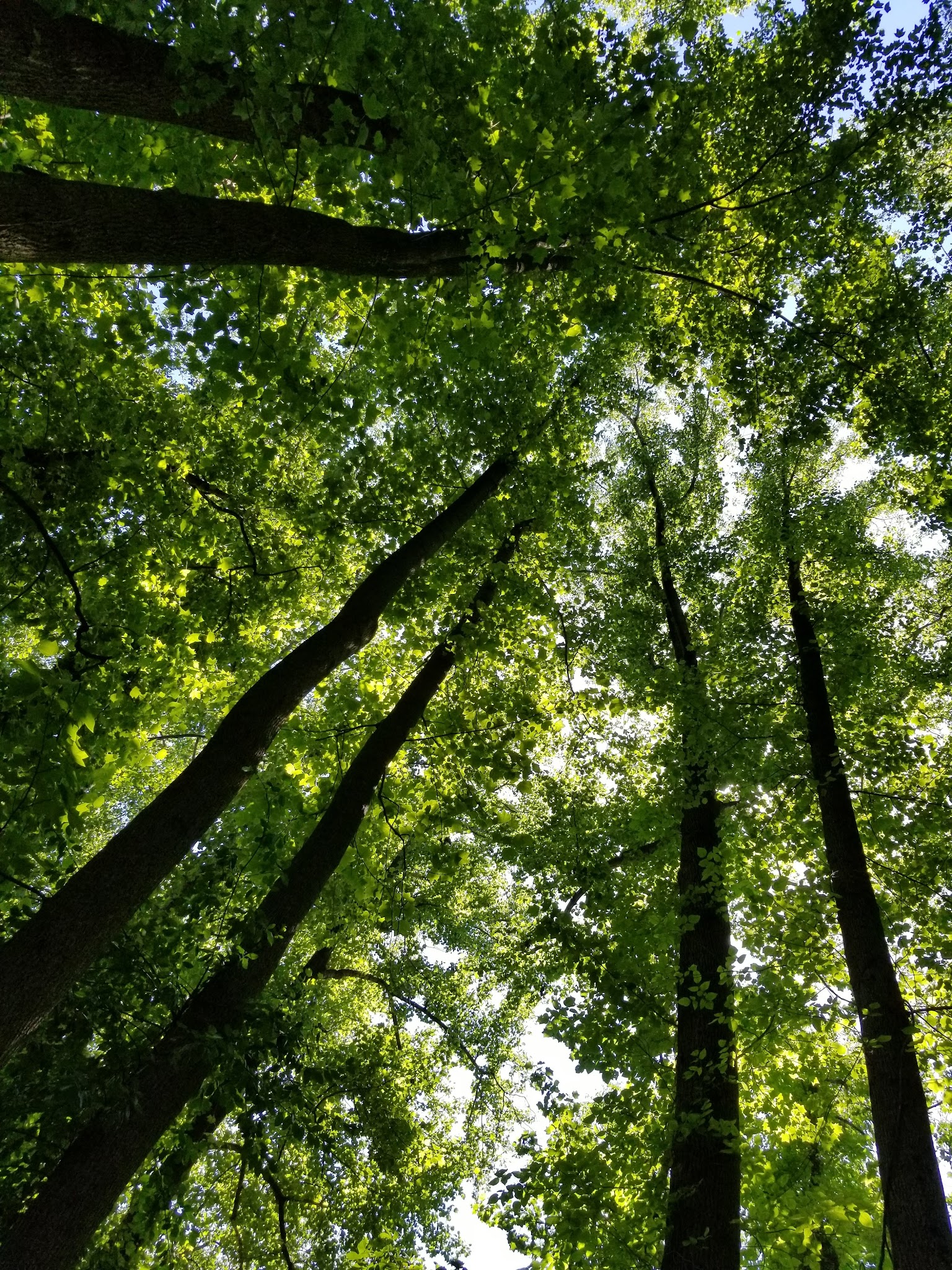 Haycock Longfellow Park - Falls Church, VA