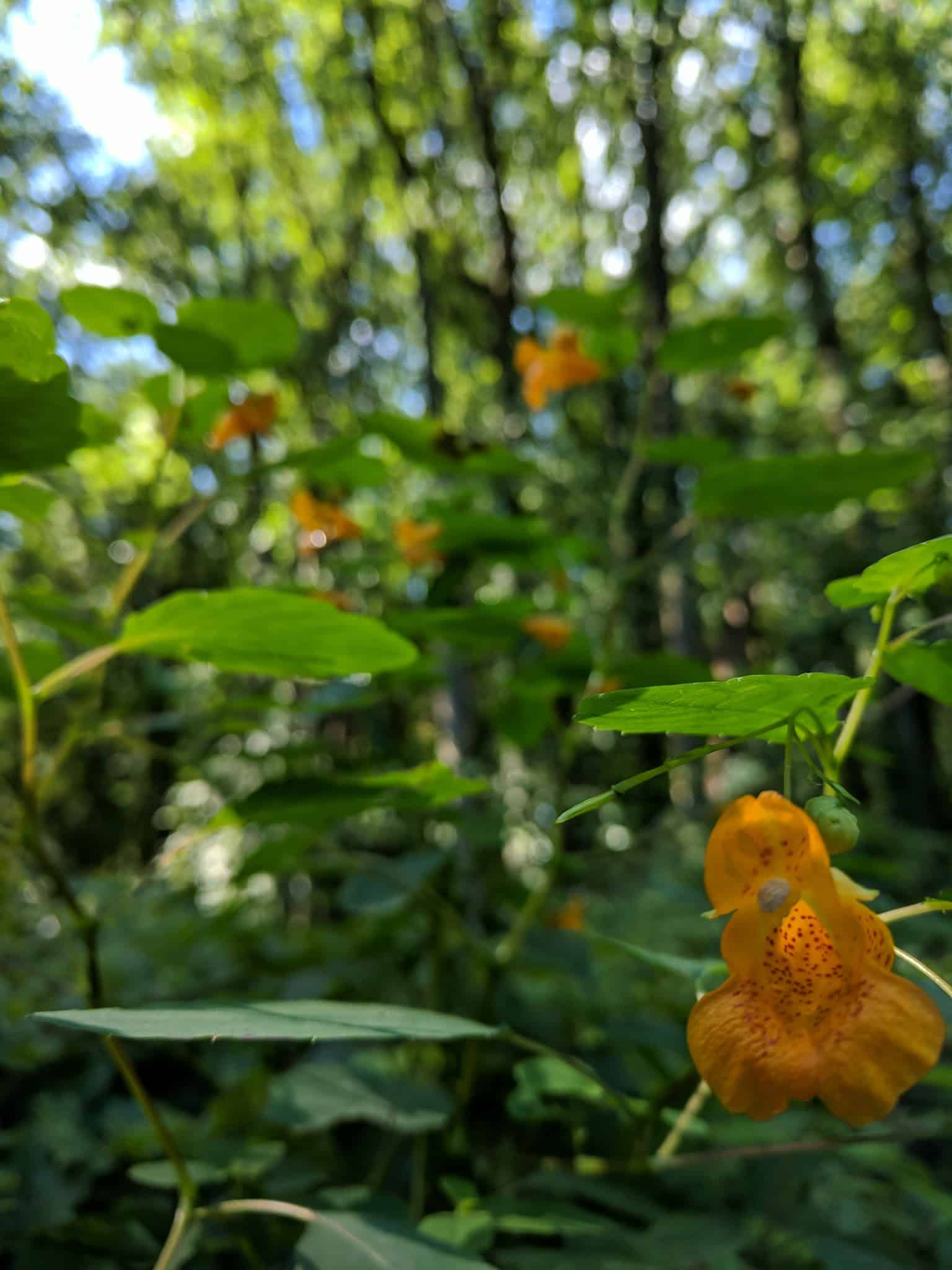 Haycock Longfellow Park - Falls Church, VA