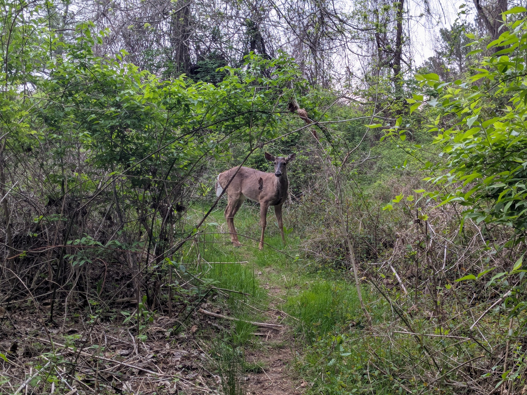 Haycock Longfellow Park - Falls Church, VA