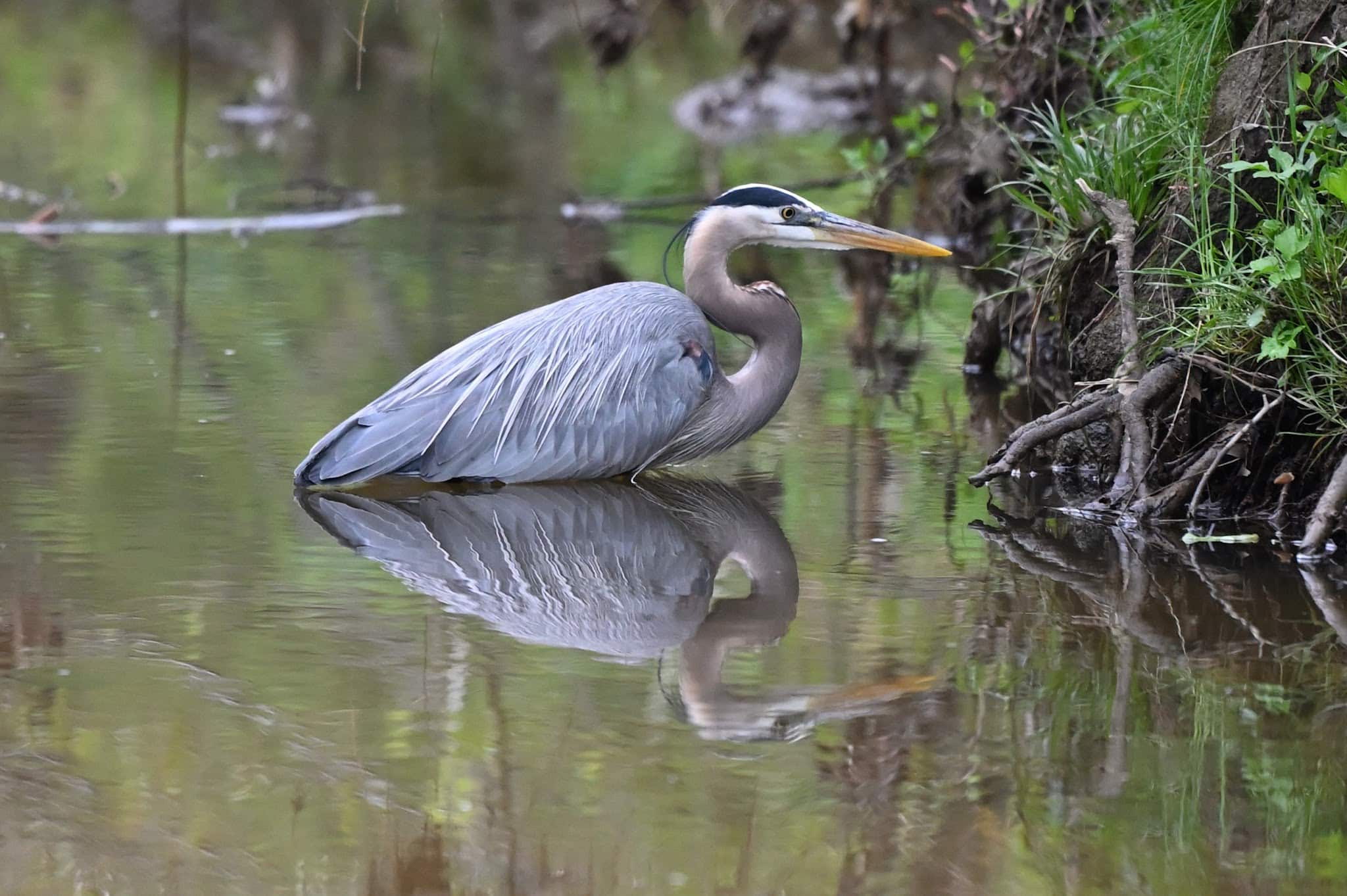 Luria Park - Falls Church, VA