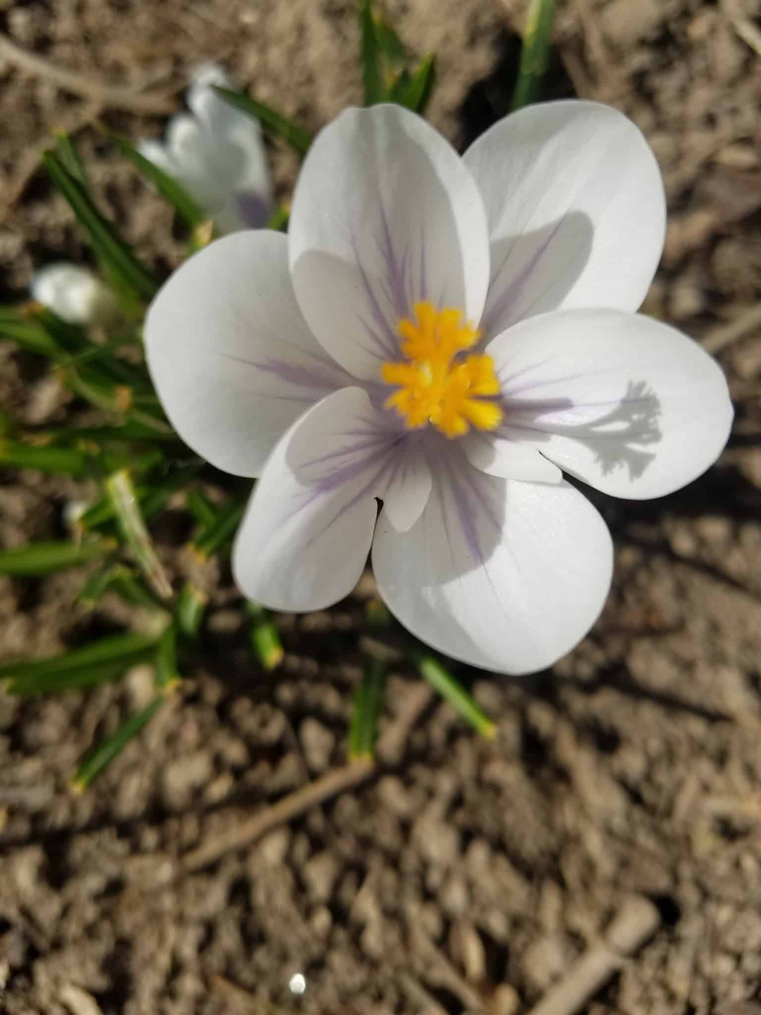 Madison Park - Falls Church, VA