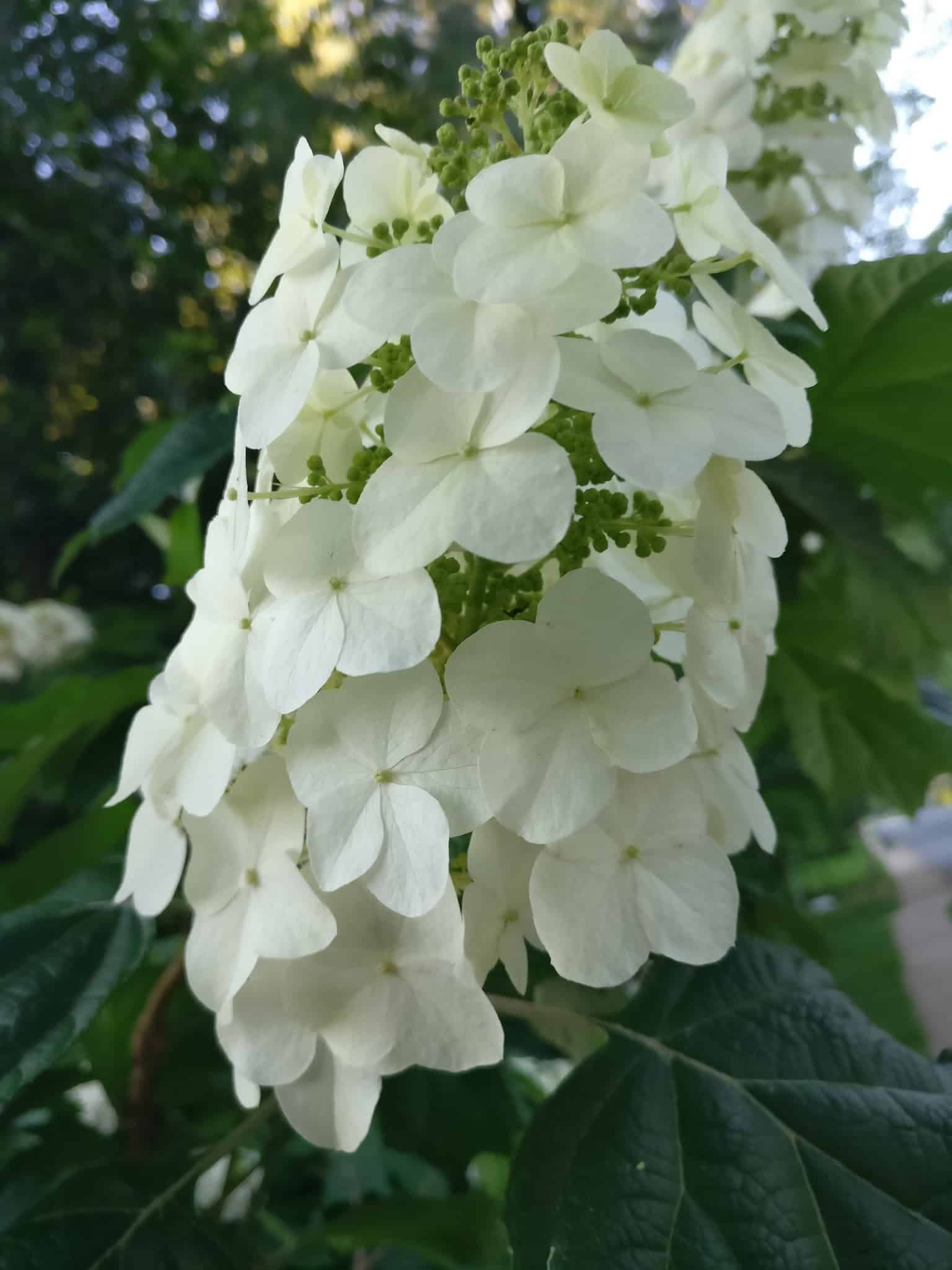 Madison Park - Falls Church, VA