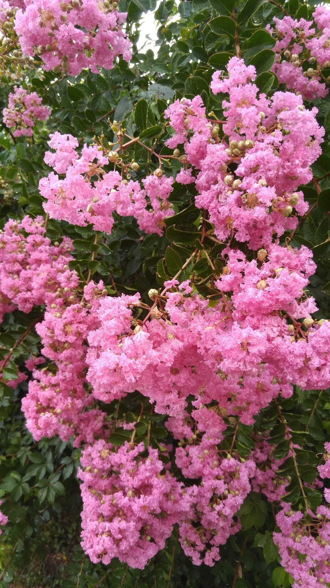 Pimmit Hills Park - Falls Church, VA