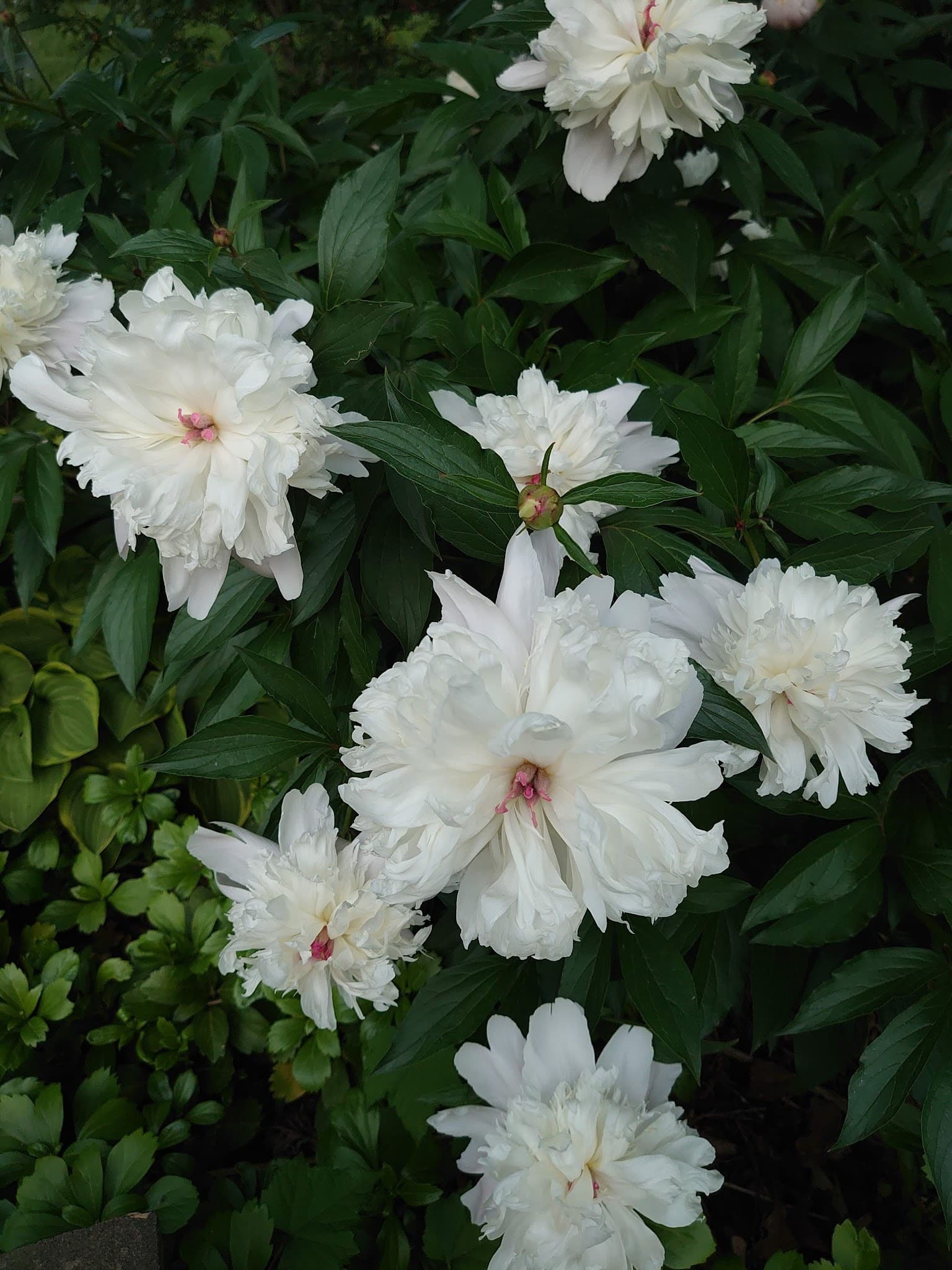 Pimmit Hills Park - Falls Church, VA