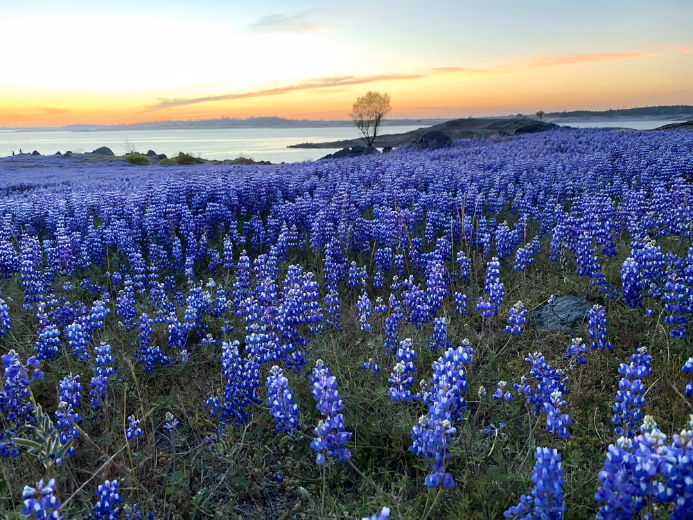 Folsom Lake State Recreation Area - Folsom, CA