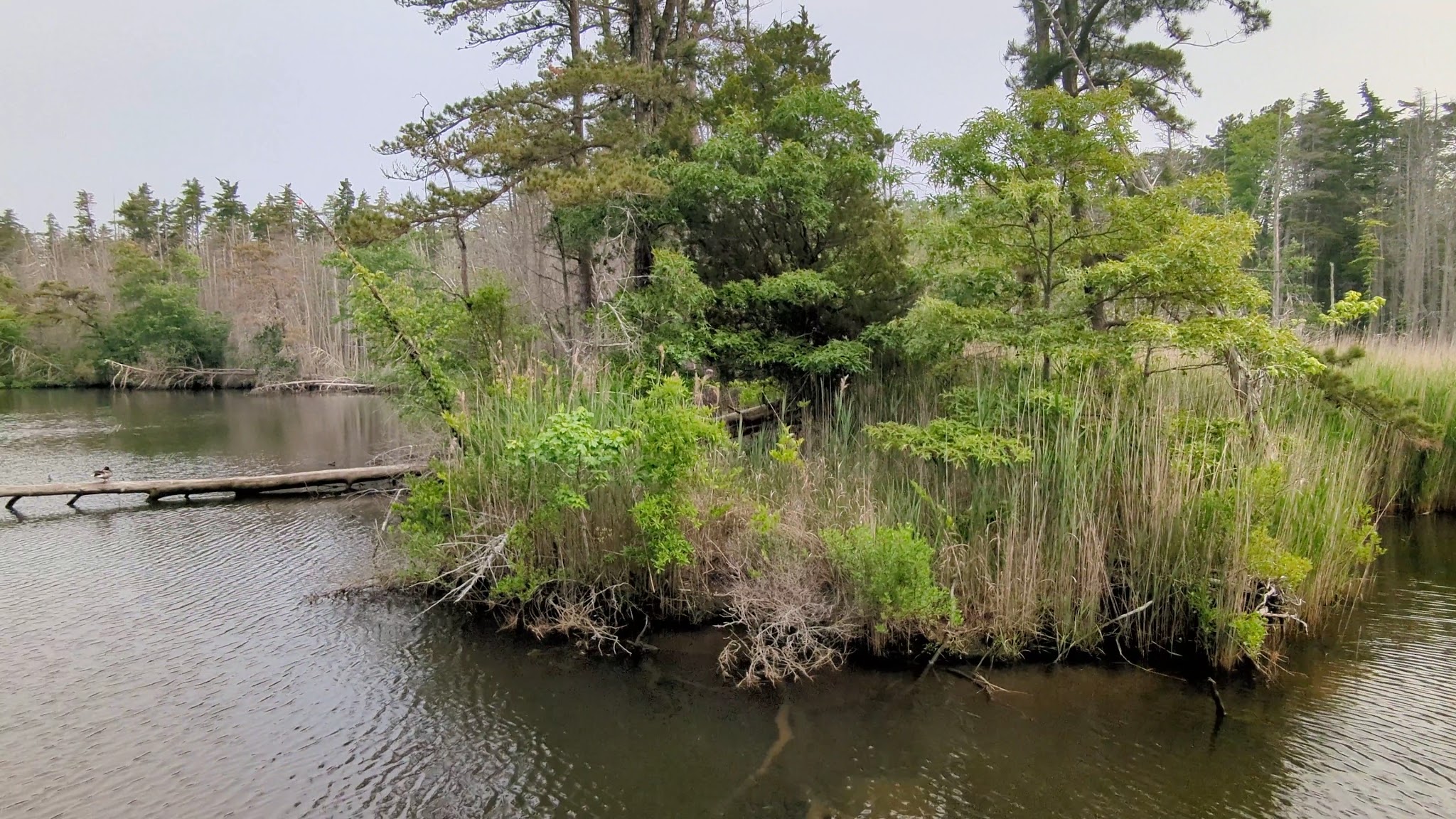 Eno's Pond County Park - Forked River, NJ