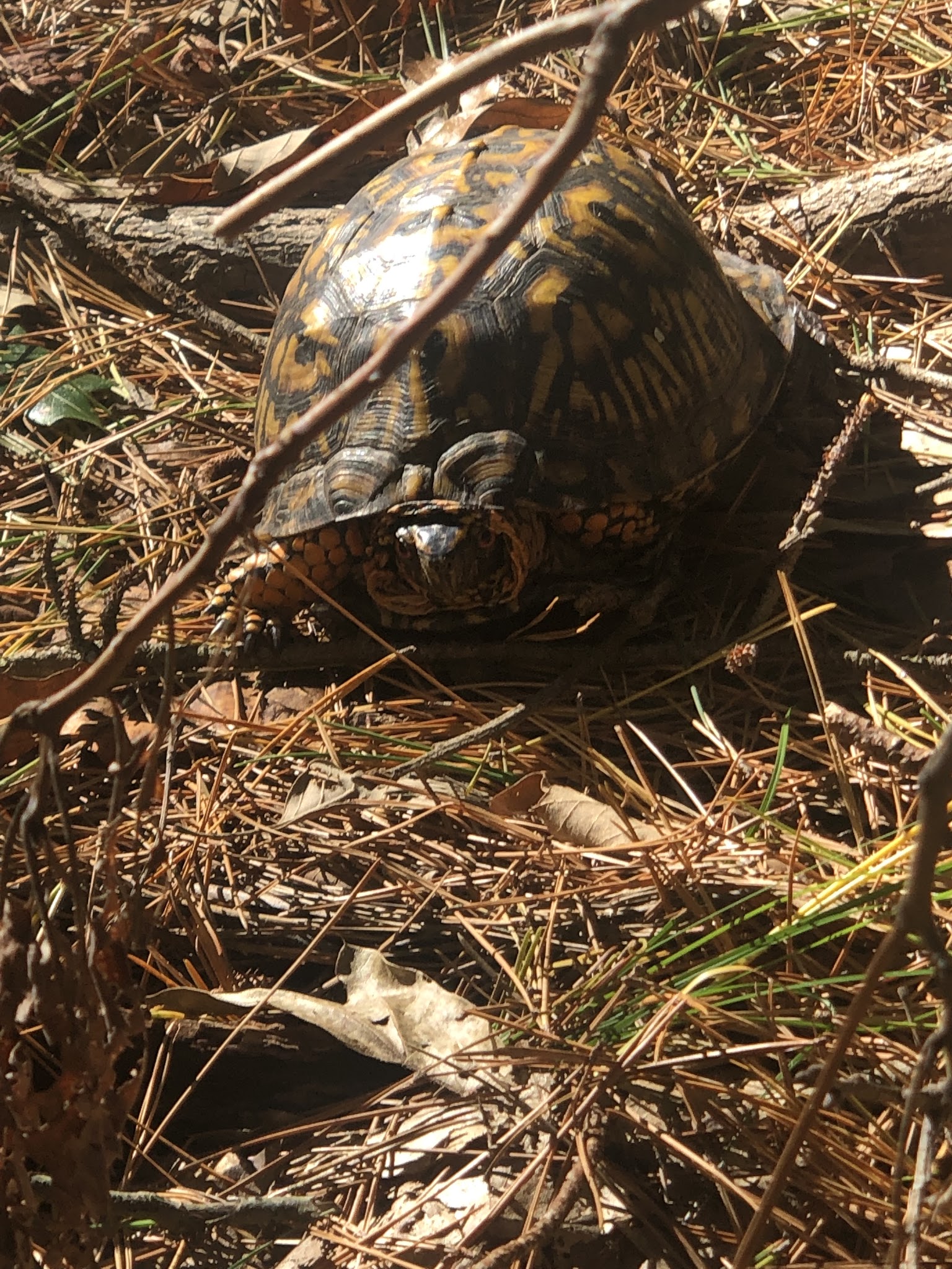 Eno's Pond County Park - Forked River, NJ