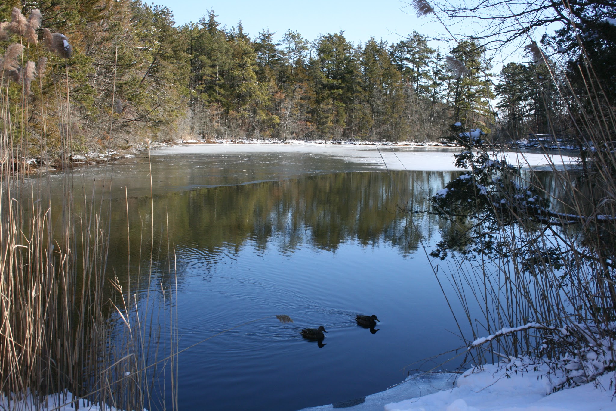 Eno's Pond County Park - Forked River, NJ