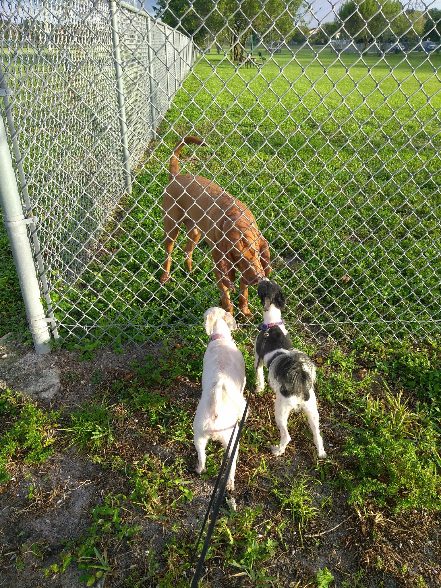 Dog Park at Oakridge Park - Fort Lauderdale, FL