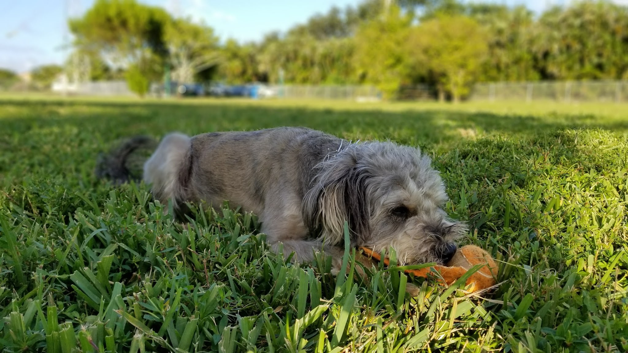 Dog Park at Oakridge Park - Fort Lauderdale, FL