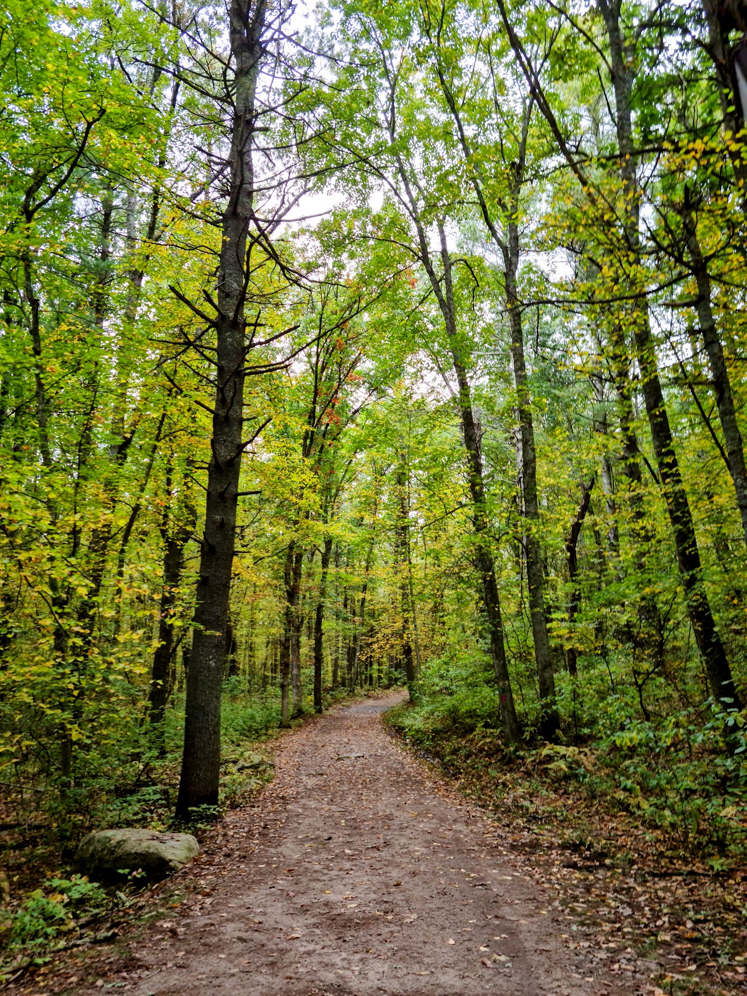 F. Gilbert Hills State Forest - Foxborough, MA