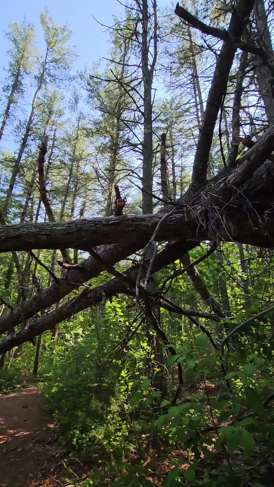F. Gilbert Hills State Forest - Foxborough, MA