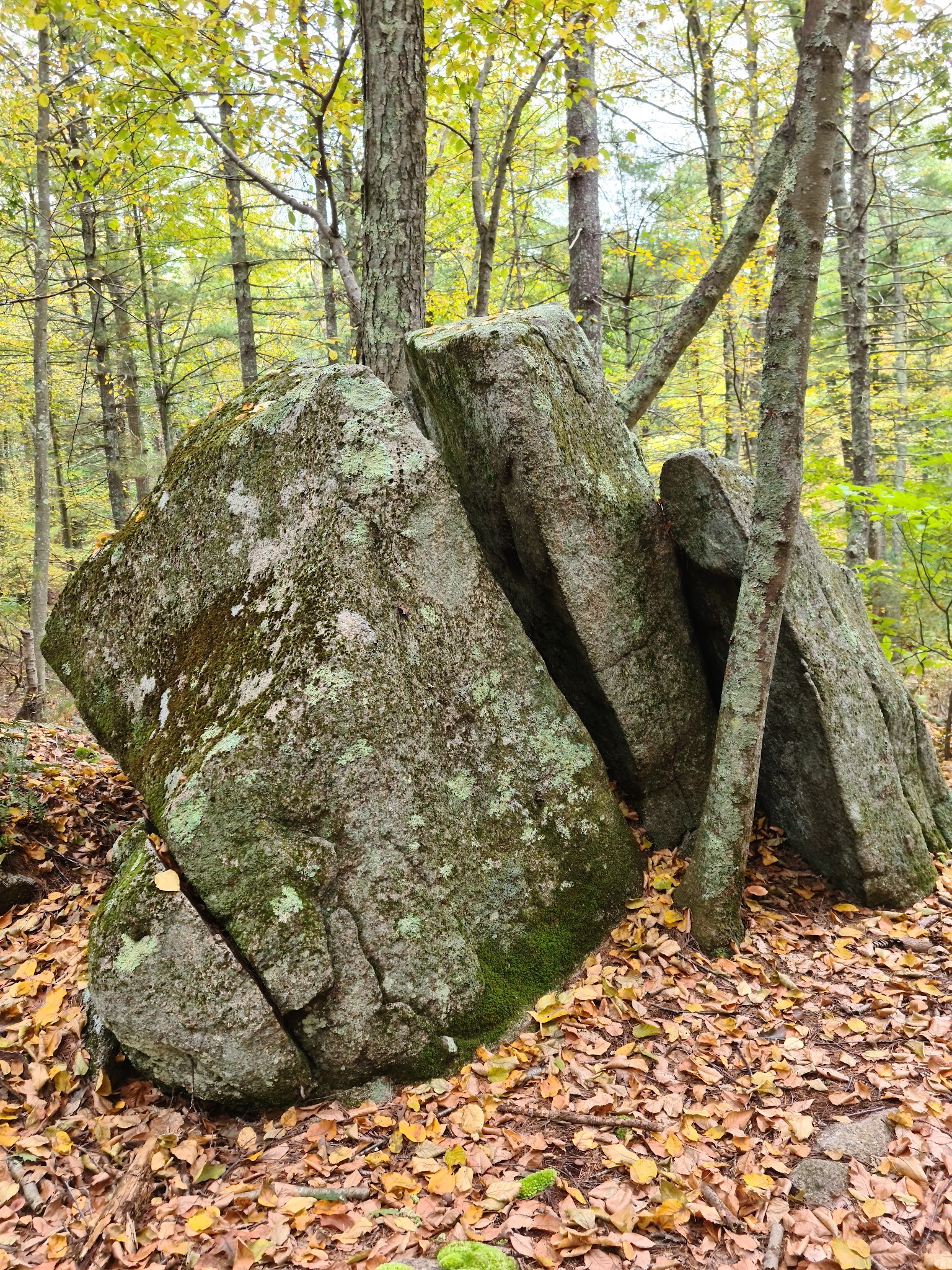 F. Gilbert Hills State Forest - Foxborough, MA