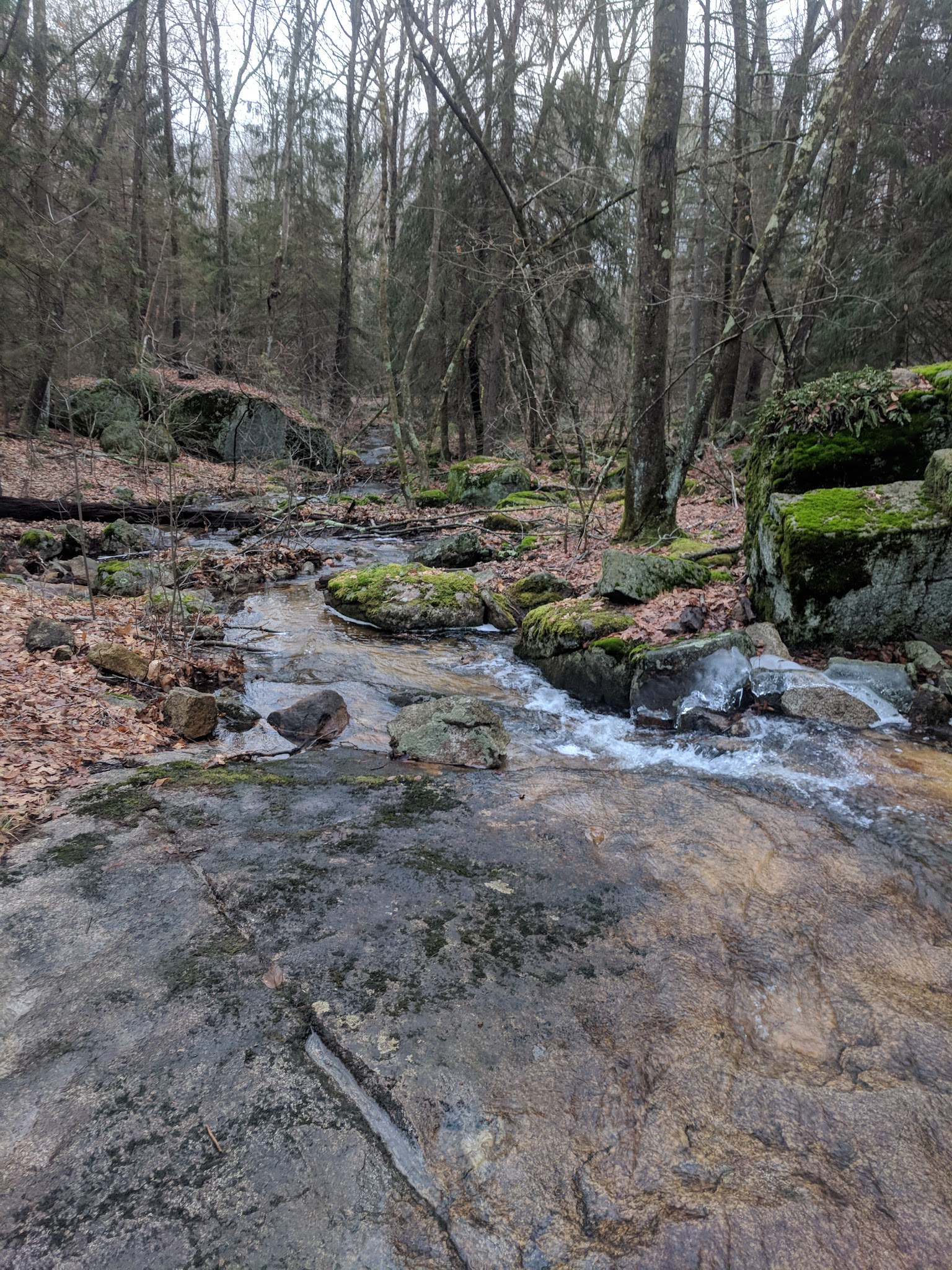 F. Gilbert Hills State Forest - Foxborough, MA