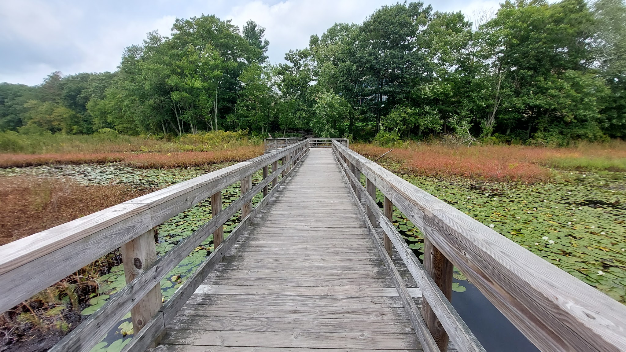 The Nature Trail and Cranberry Bog - Foxborough, MA