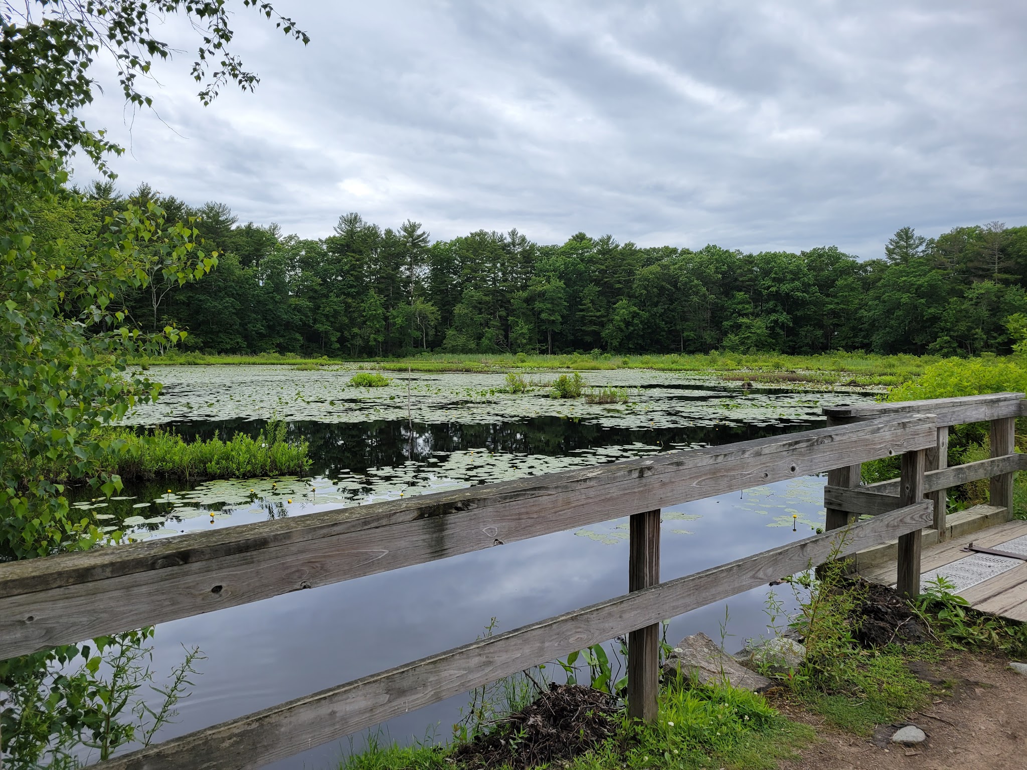 The Nature Trail and Cranberry Bog - Foxborough, MA