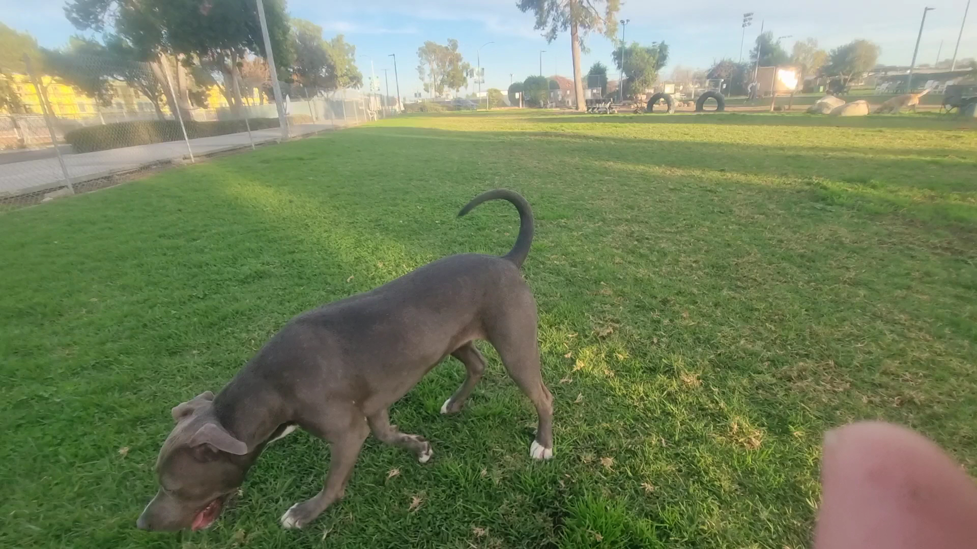 Fullerton Pooch Park - Fullerton, CA