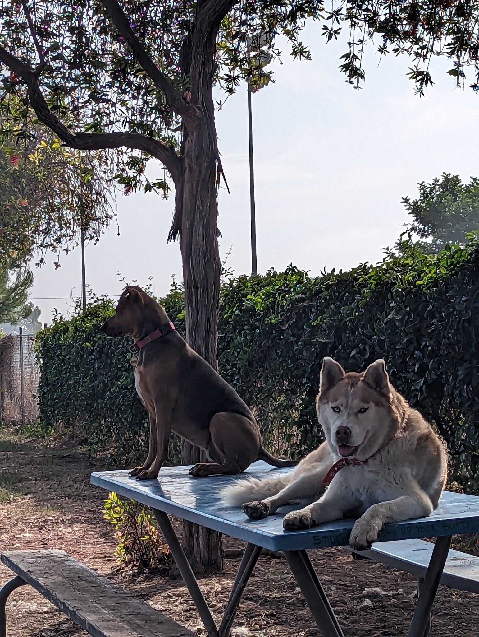 Fullerton Pooch Park - Fullerton, CA