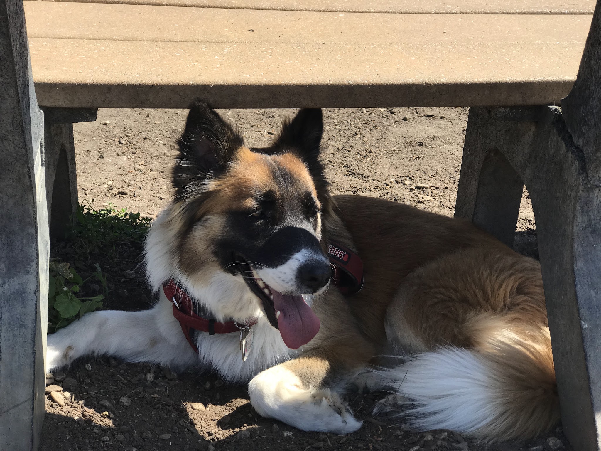 Fullerton Pooch Park - Fullerton, CA