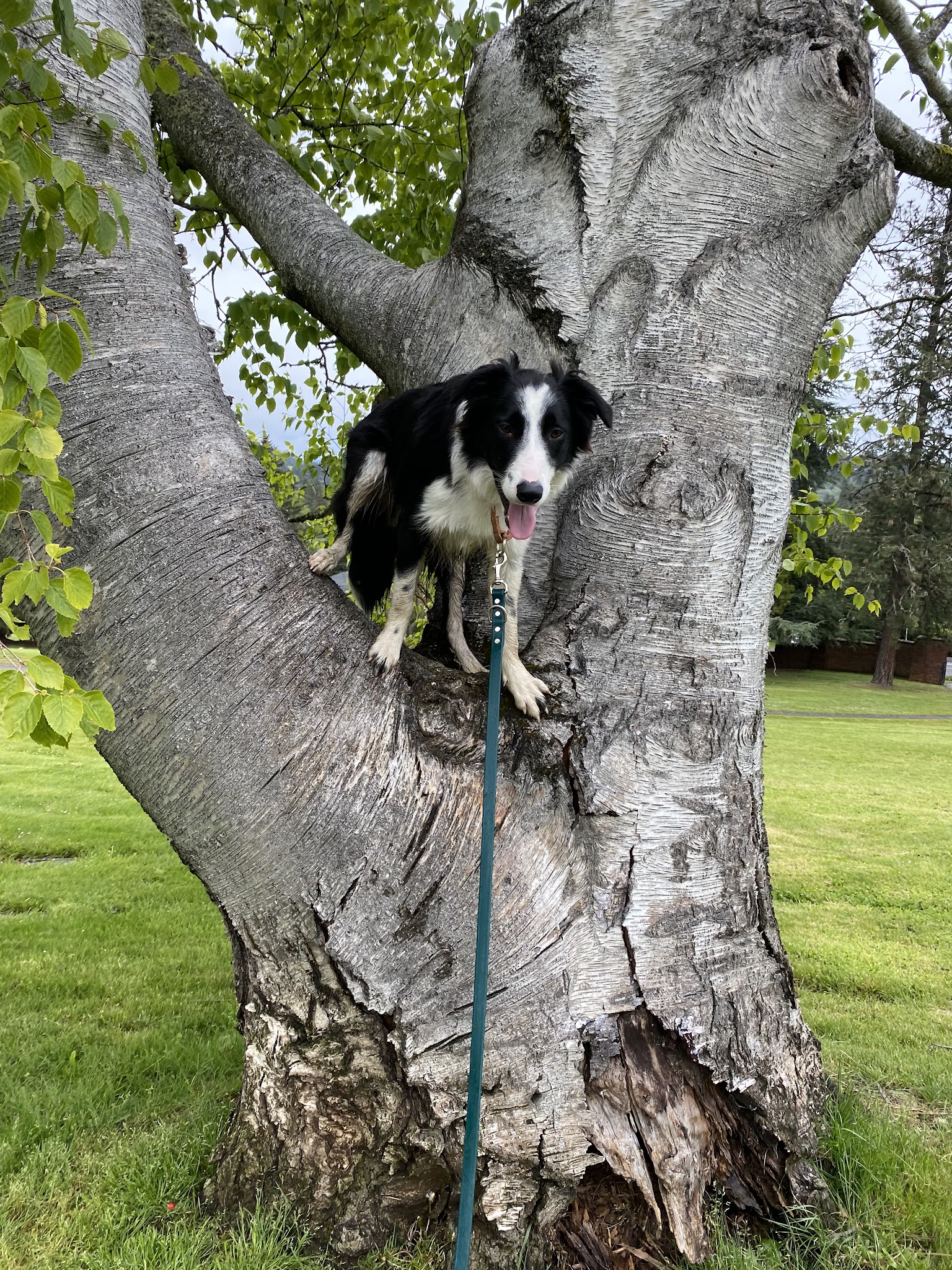 Fur & Ferns Canine Club - ,