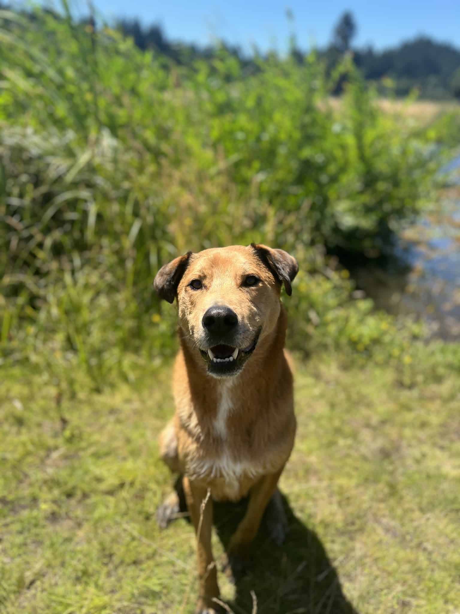 Fur & Ferns Canine Club - ,