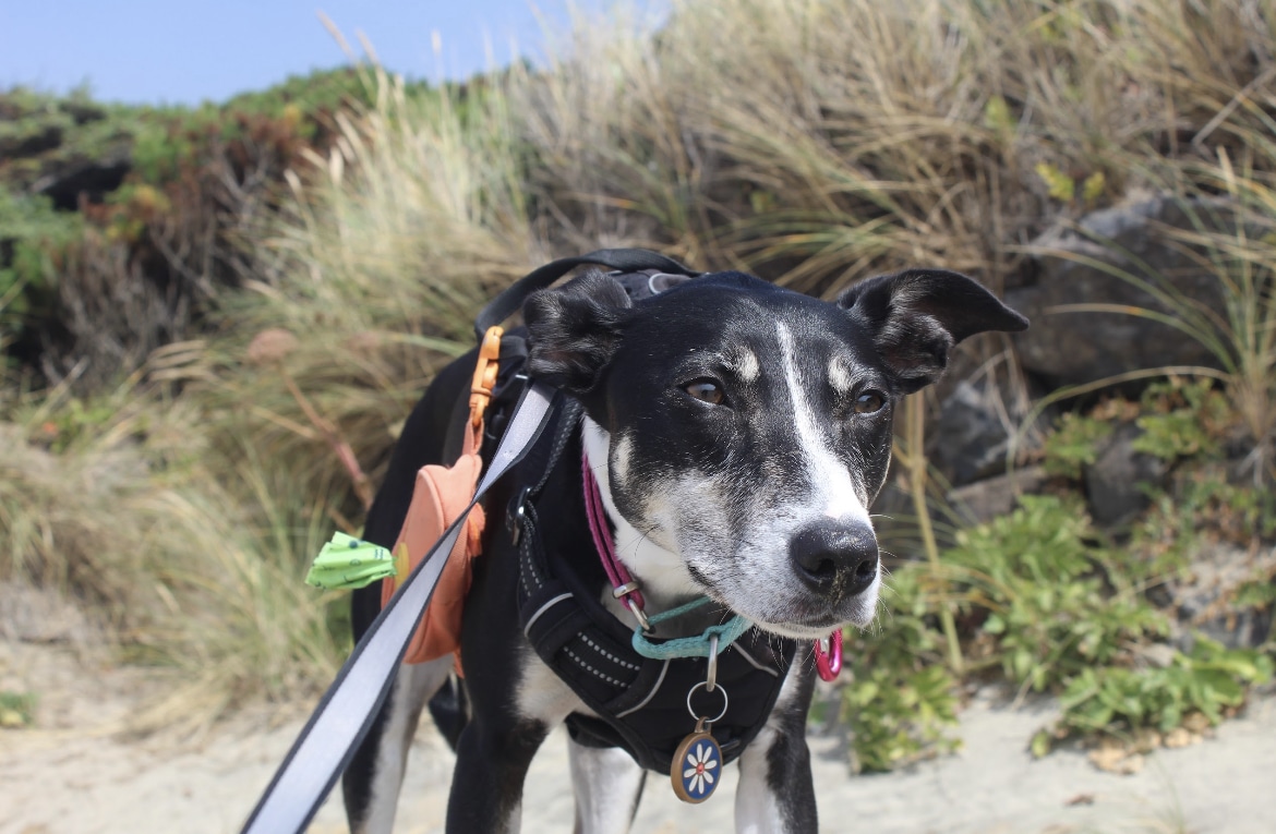 Fur & Ferns Canine Club - ,