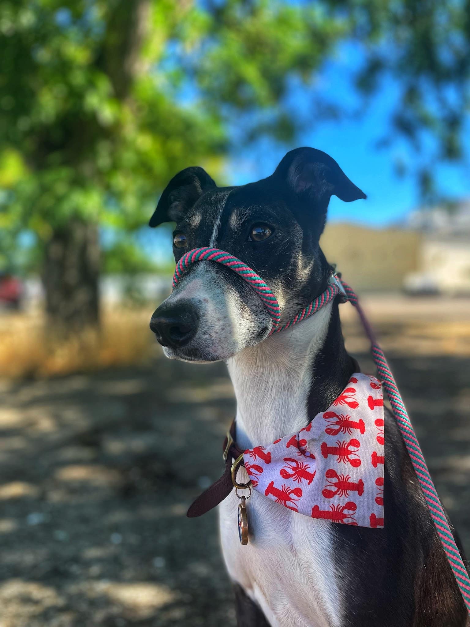 Fur & Ferns Canine Club - ,