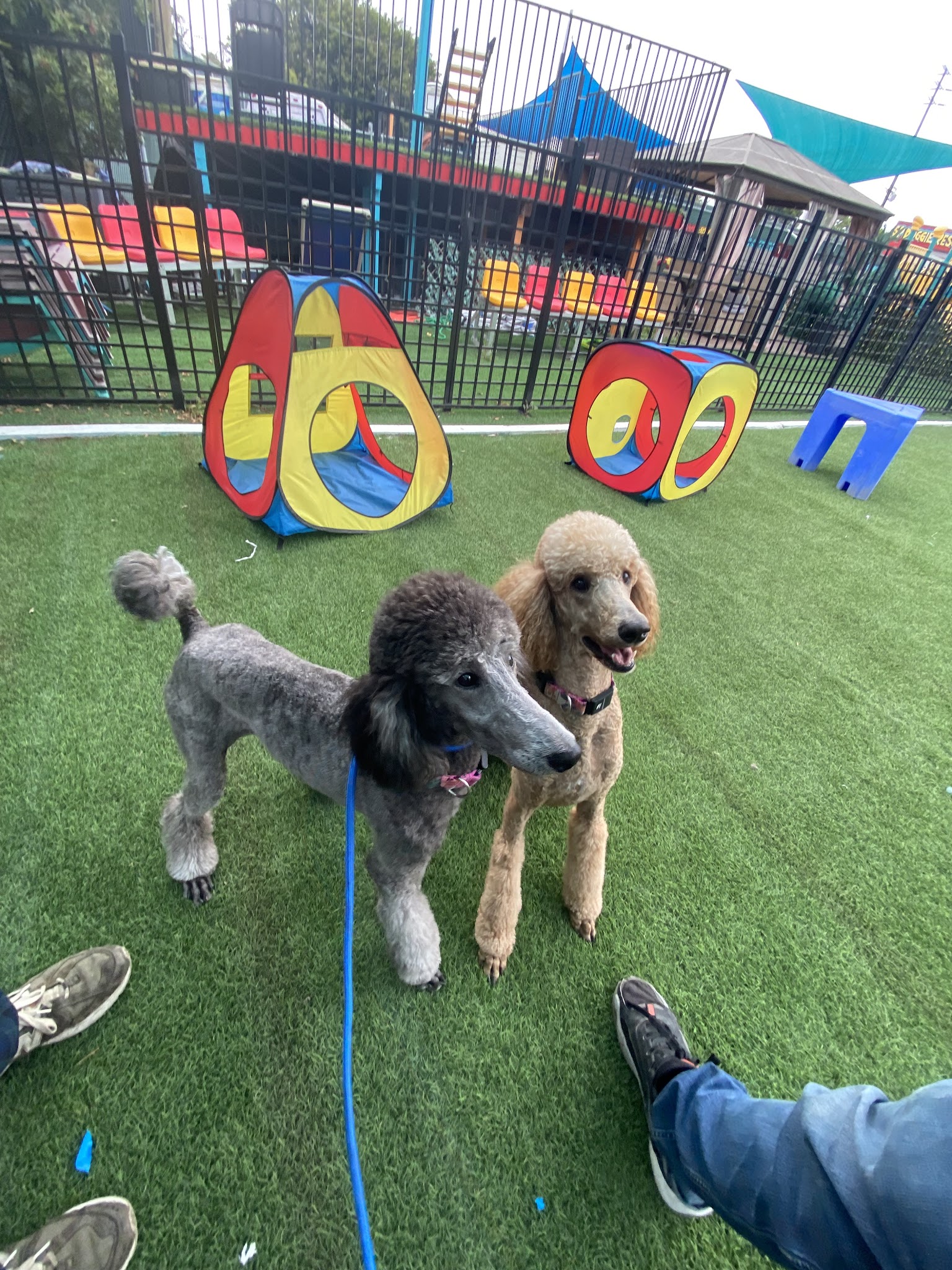 South Park Doggie - Adventureland (South Bay) - Gardena, CA