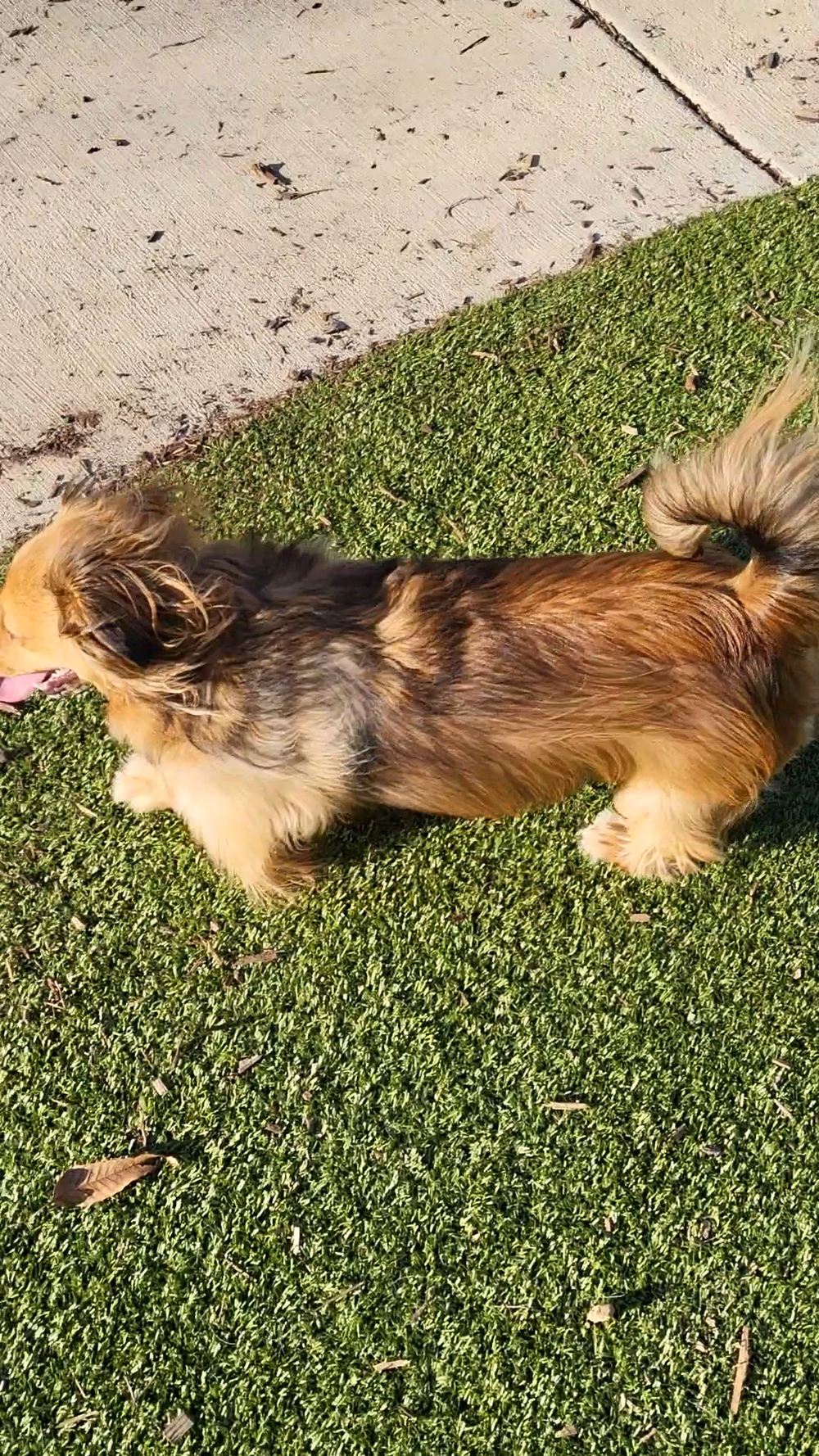 Gatlinburg Dog Park - Gatlinburg, TN