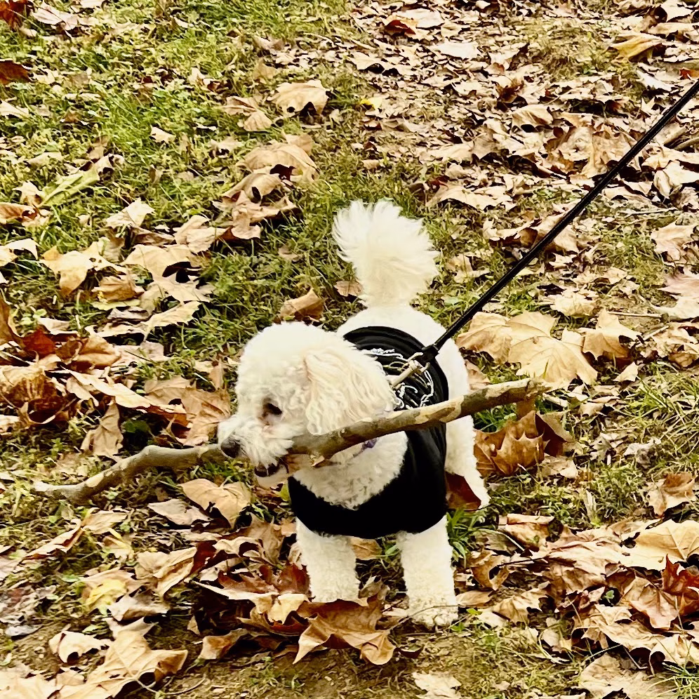 Gatlinburg Dog Park - Gatlinburg, TN