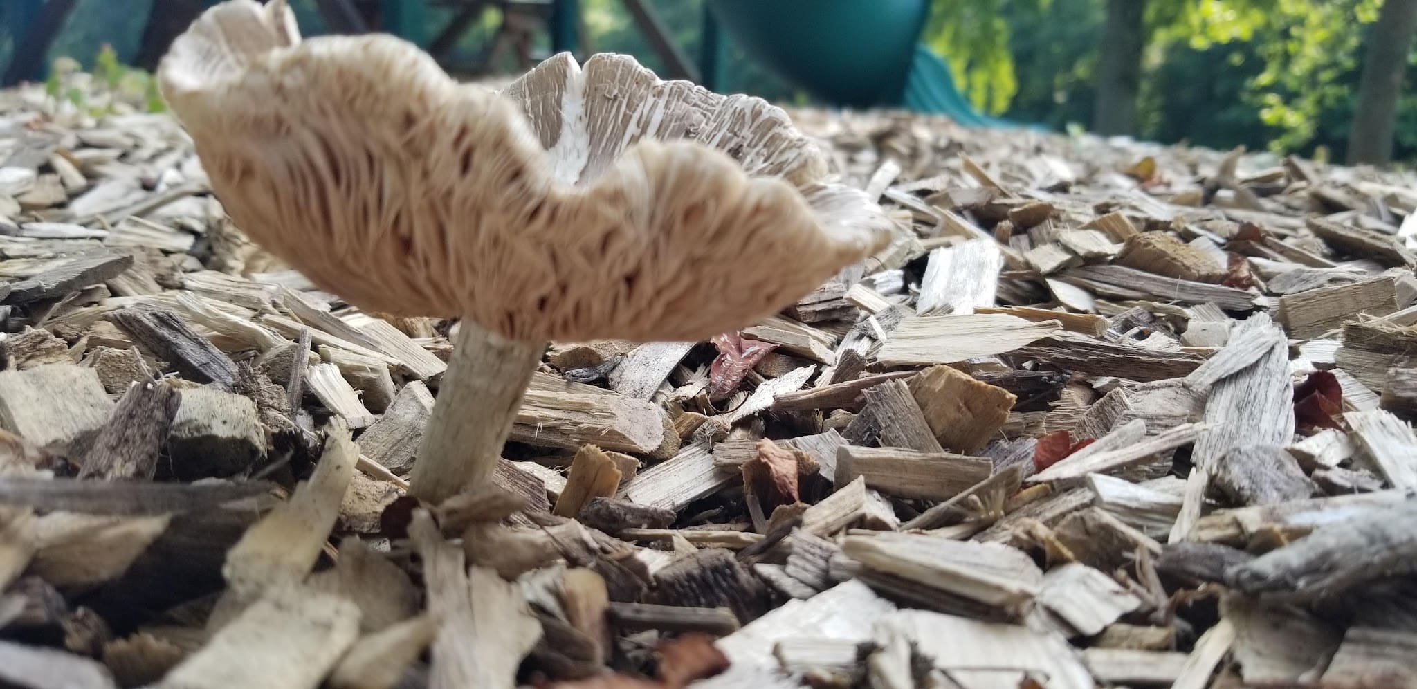 Gentryville Park - Gentryville, IN