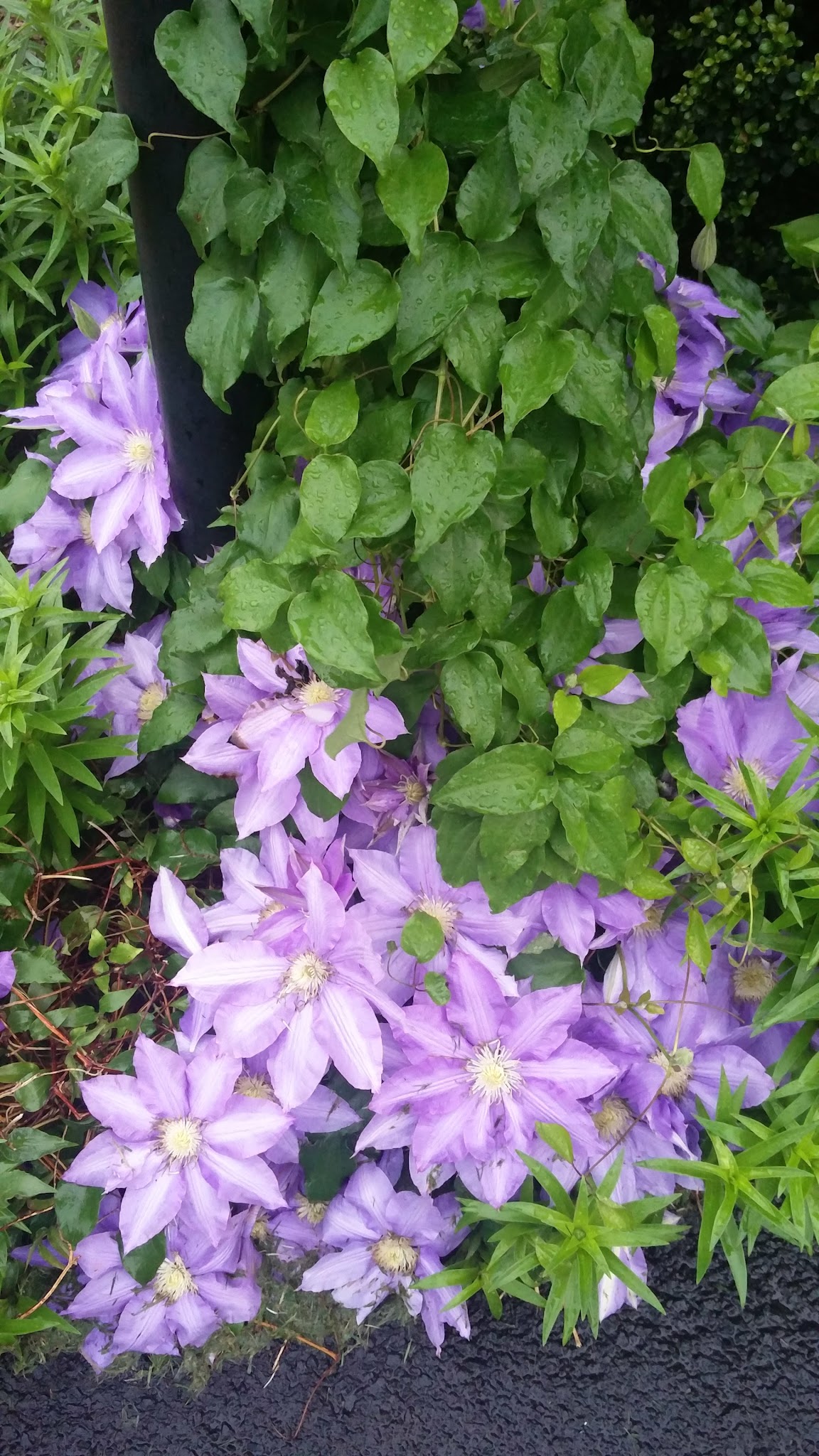 Bentley Park - Glen Allen, VA