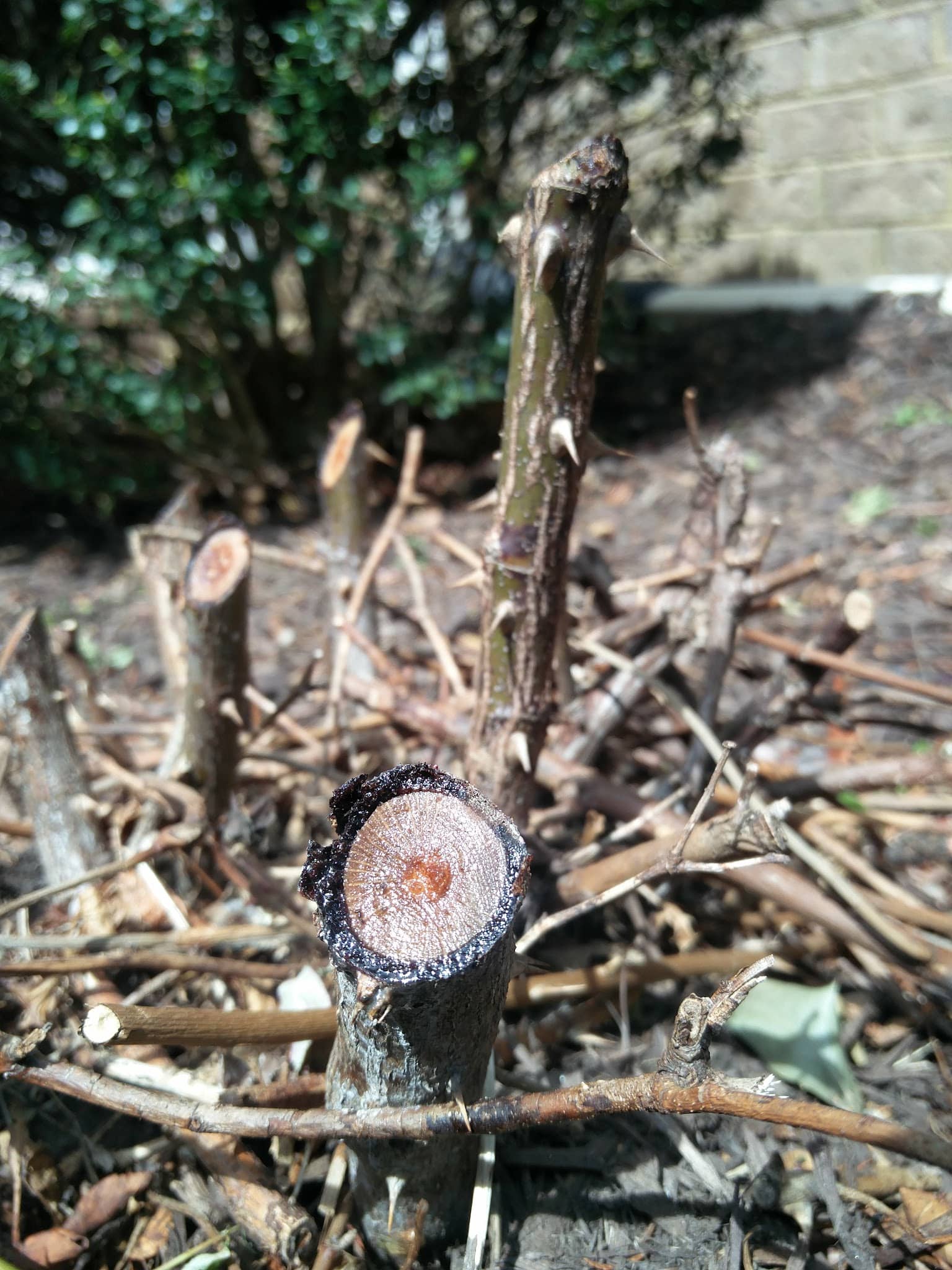 Bentley Park - Glen Allen, VA