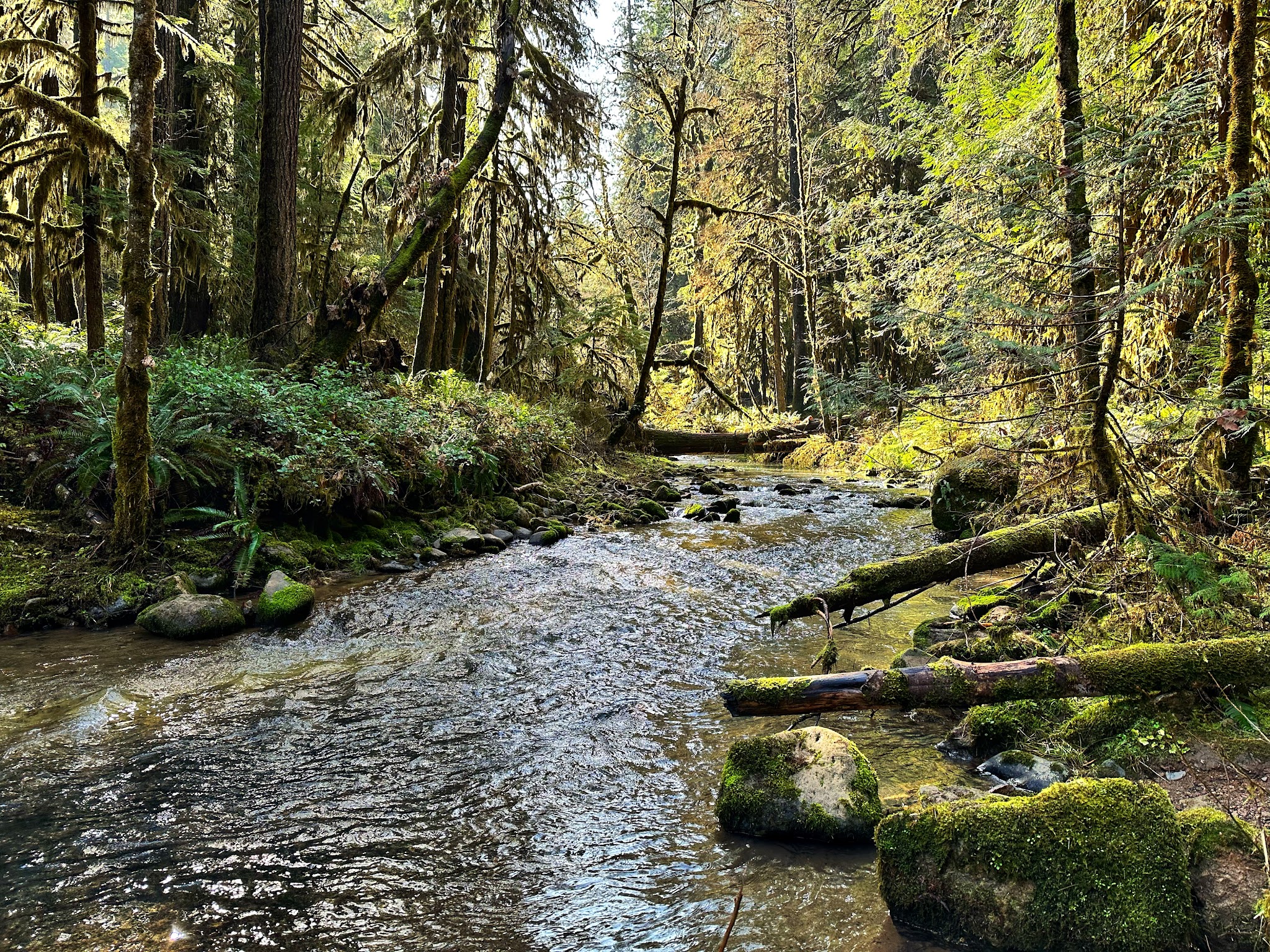 Wolf Creek Falls Picnic Area - Glide, OR
