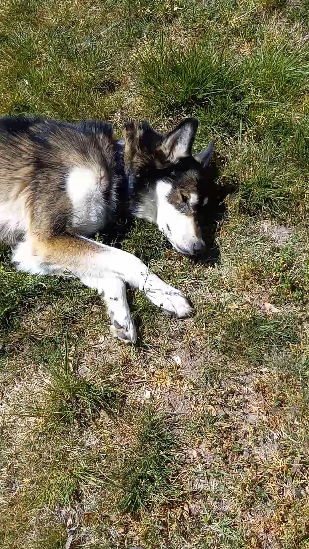 Greenwood Dog Park - Grants Pass, OR