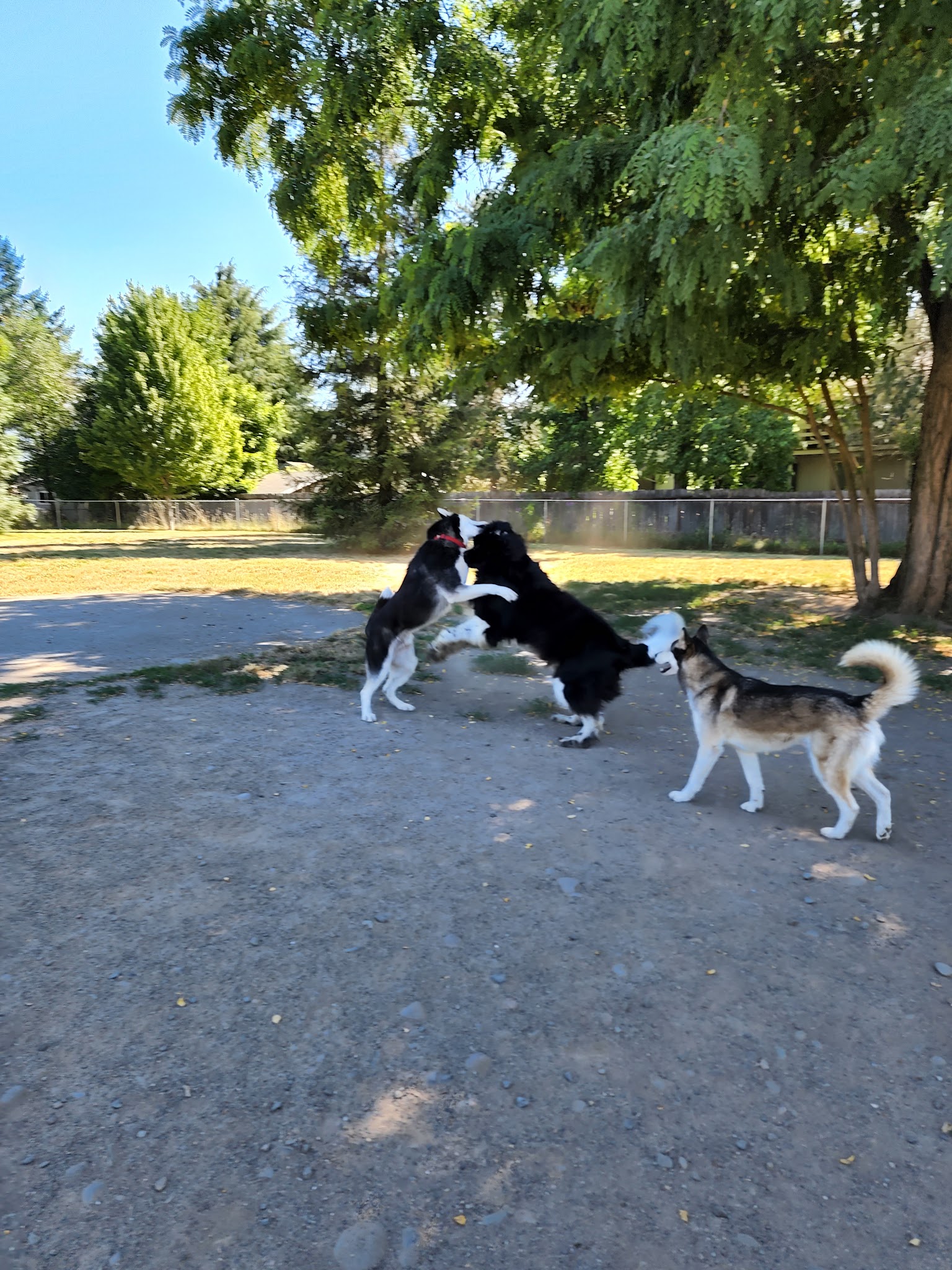 Greenwood Dog Park - Grants Pass, OR
