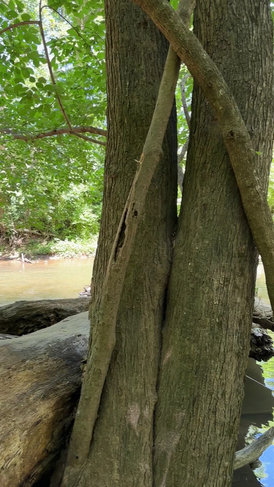 Dave’s Lookout - Great Falls, VA