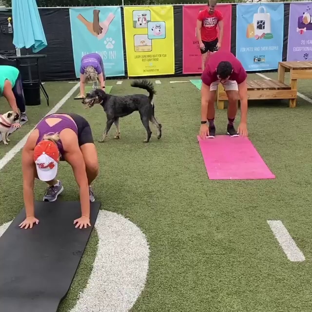 Doggos Dog Park & Pub - Greensboro, NC