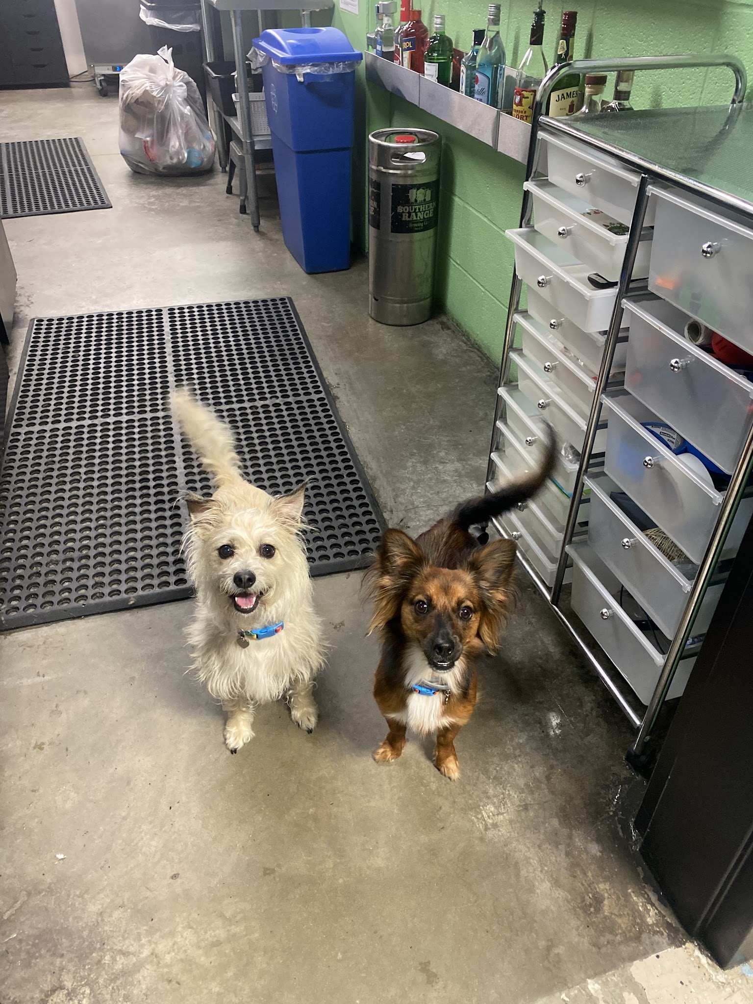 Doggos Dog Park & Pub - Greensboro, NC