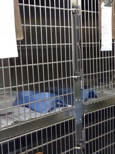 Buchanan County Animal Shelter - Grundy, VA