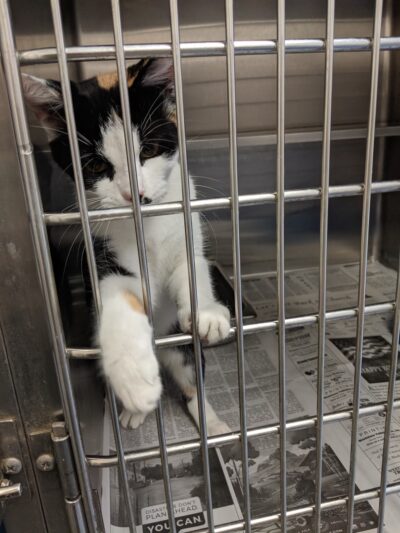 Buchanan County Animal Shelter - Grundy, VA