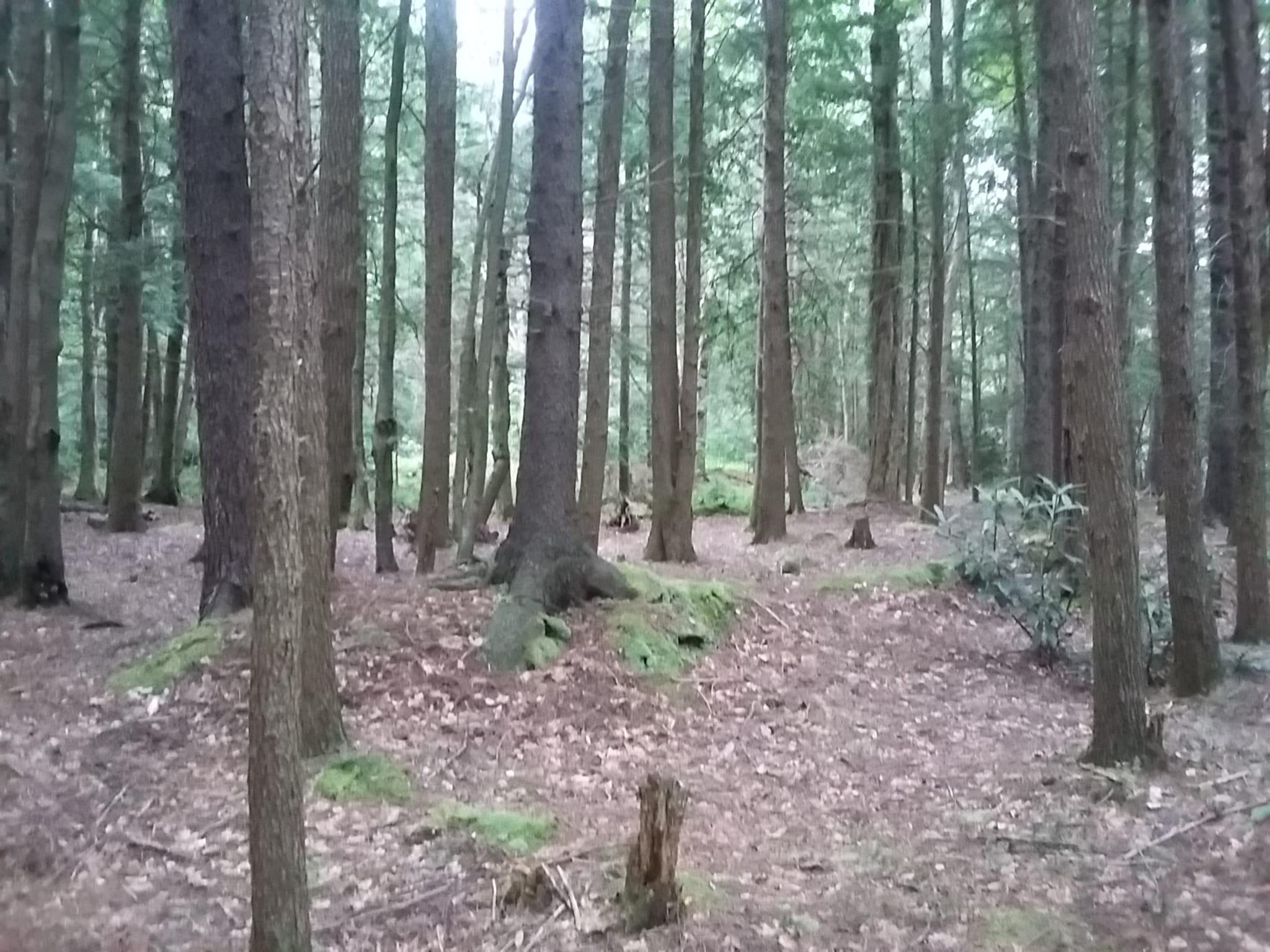 Hambleton Town Park - Hambleton, WV