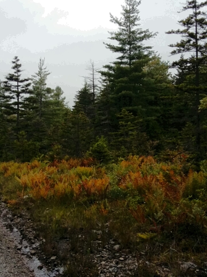 Hambleton Town Park - Hambleton, WV