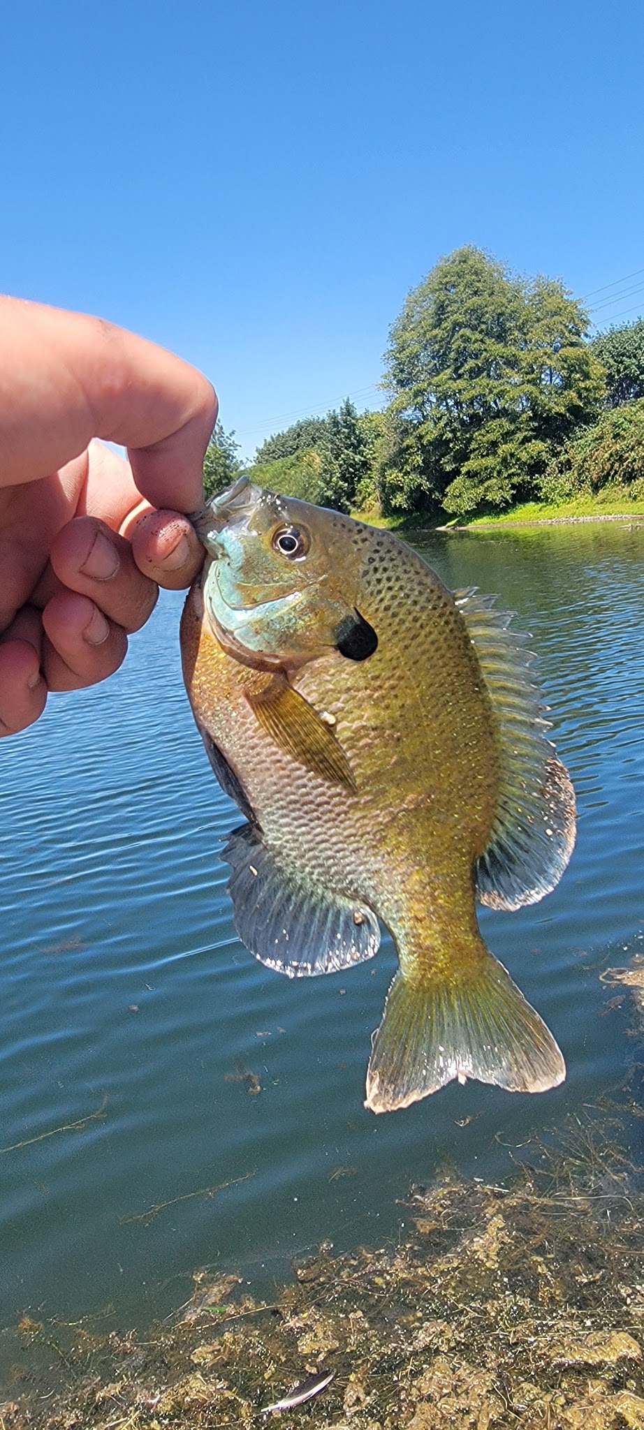 Eagle park - Harrisburg, OR