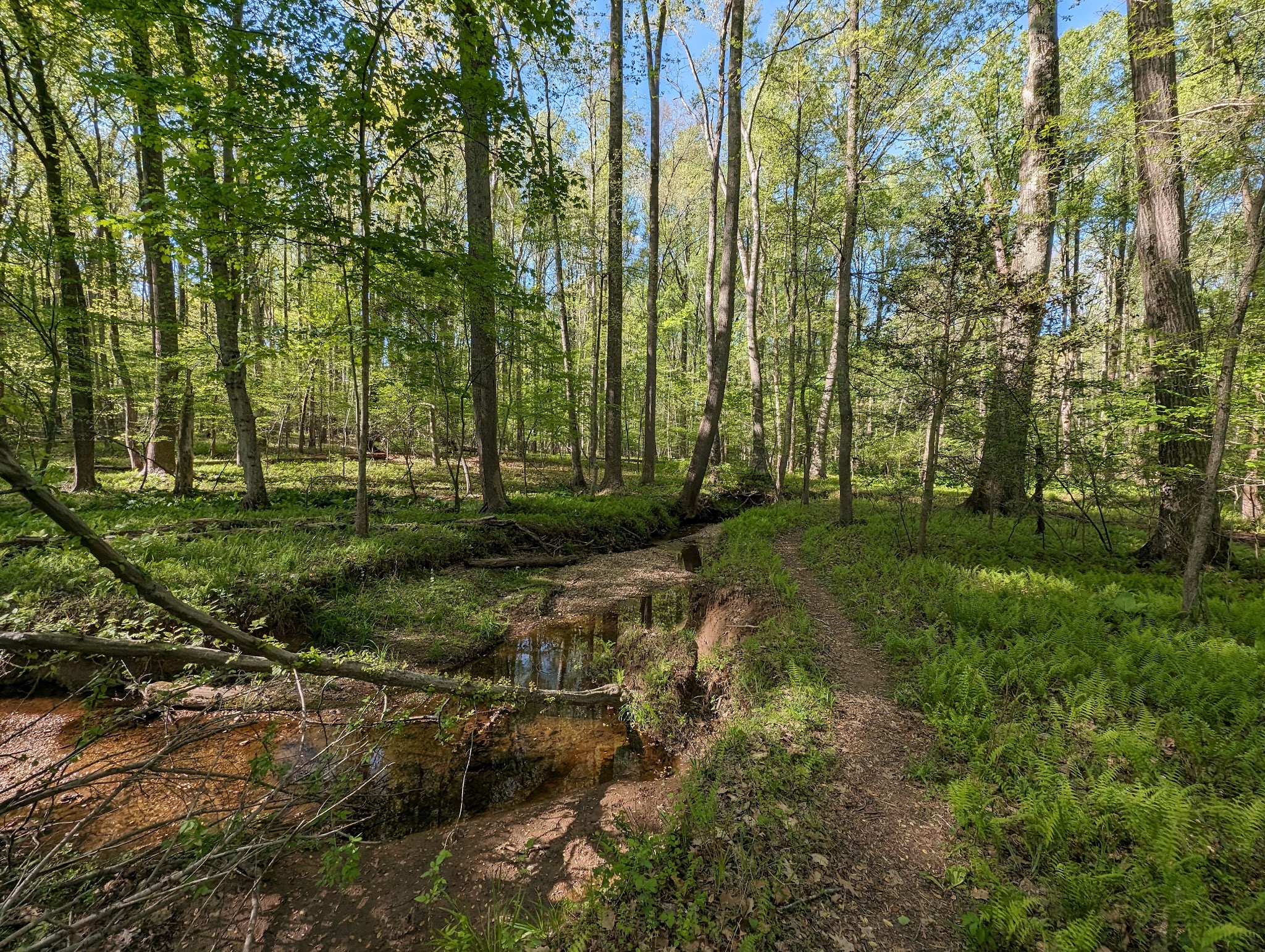 Little Difficult Run Stream Valley Park - Herndon, VA